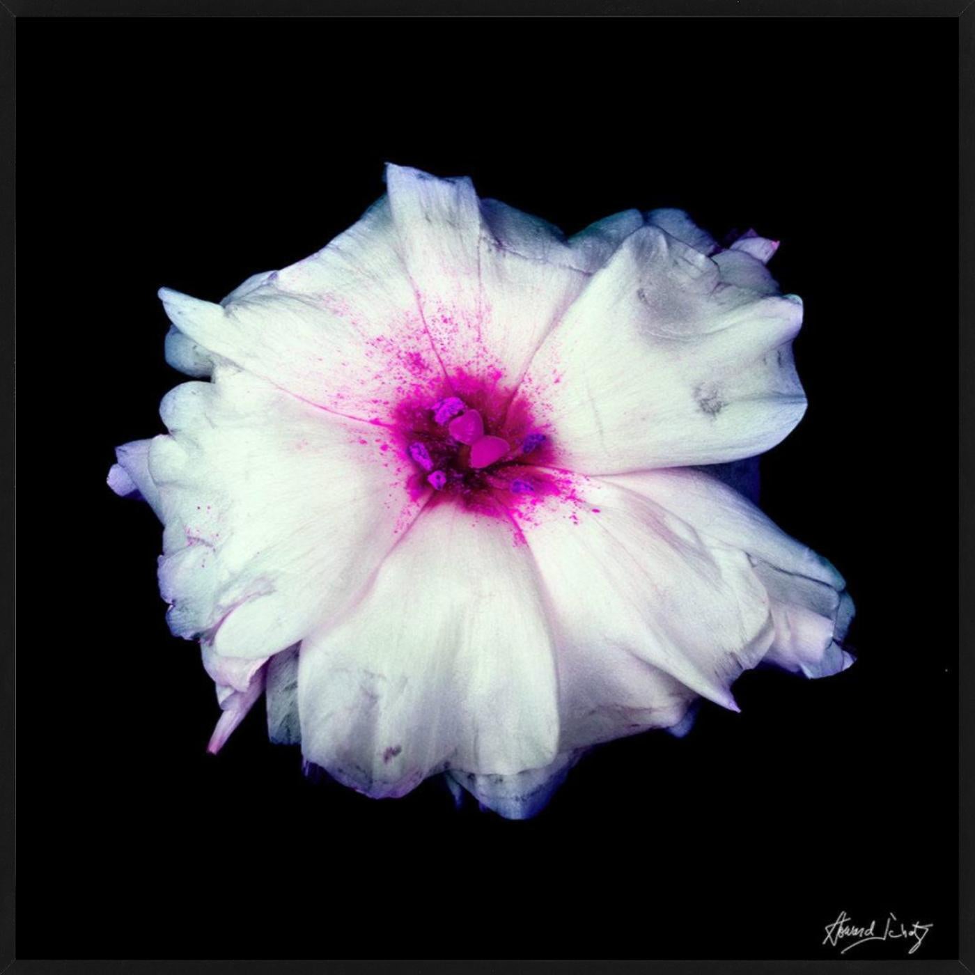 Lisianthus - Closeup of a Pink and White Flower, Fine Art Photography, 2002 For Sale 3
