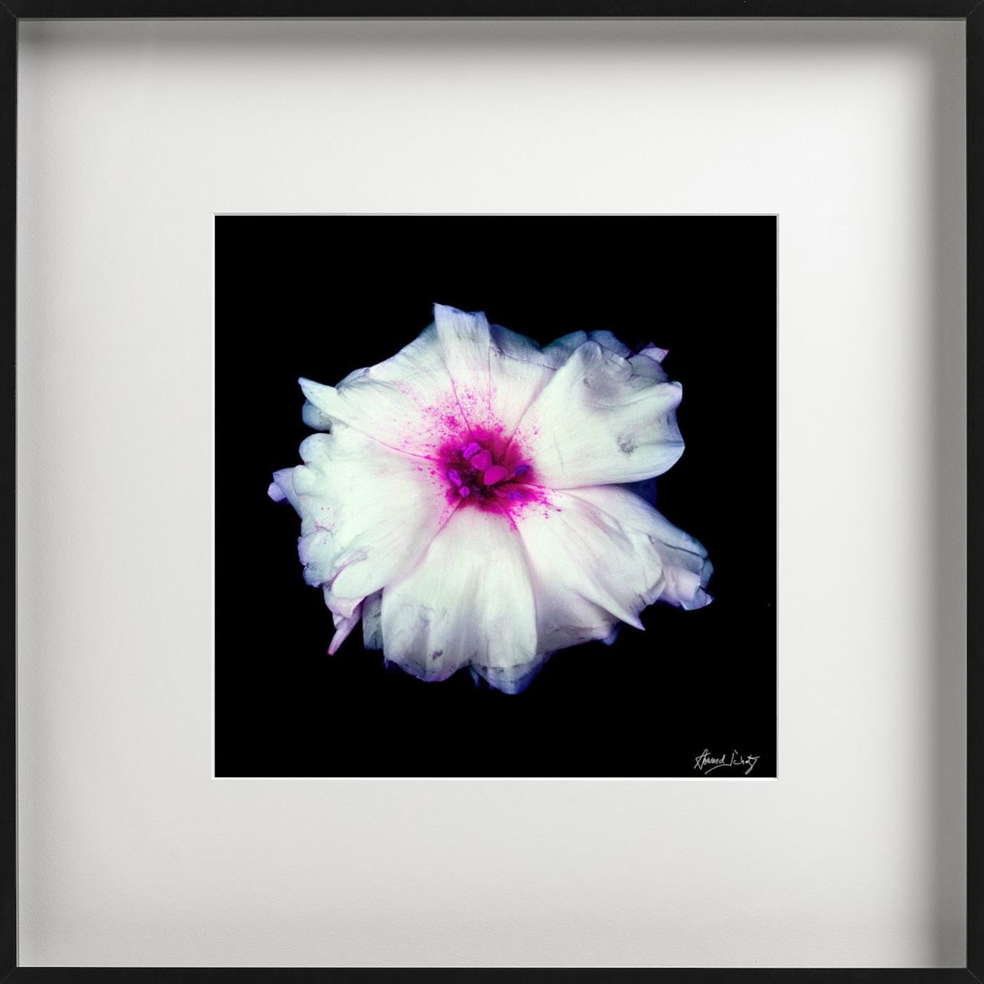 Lisianthus - Closeup of a Pink and White Flower, Fine Art Photography, 2002 For Sale 5