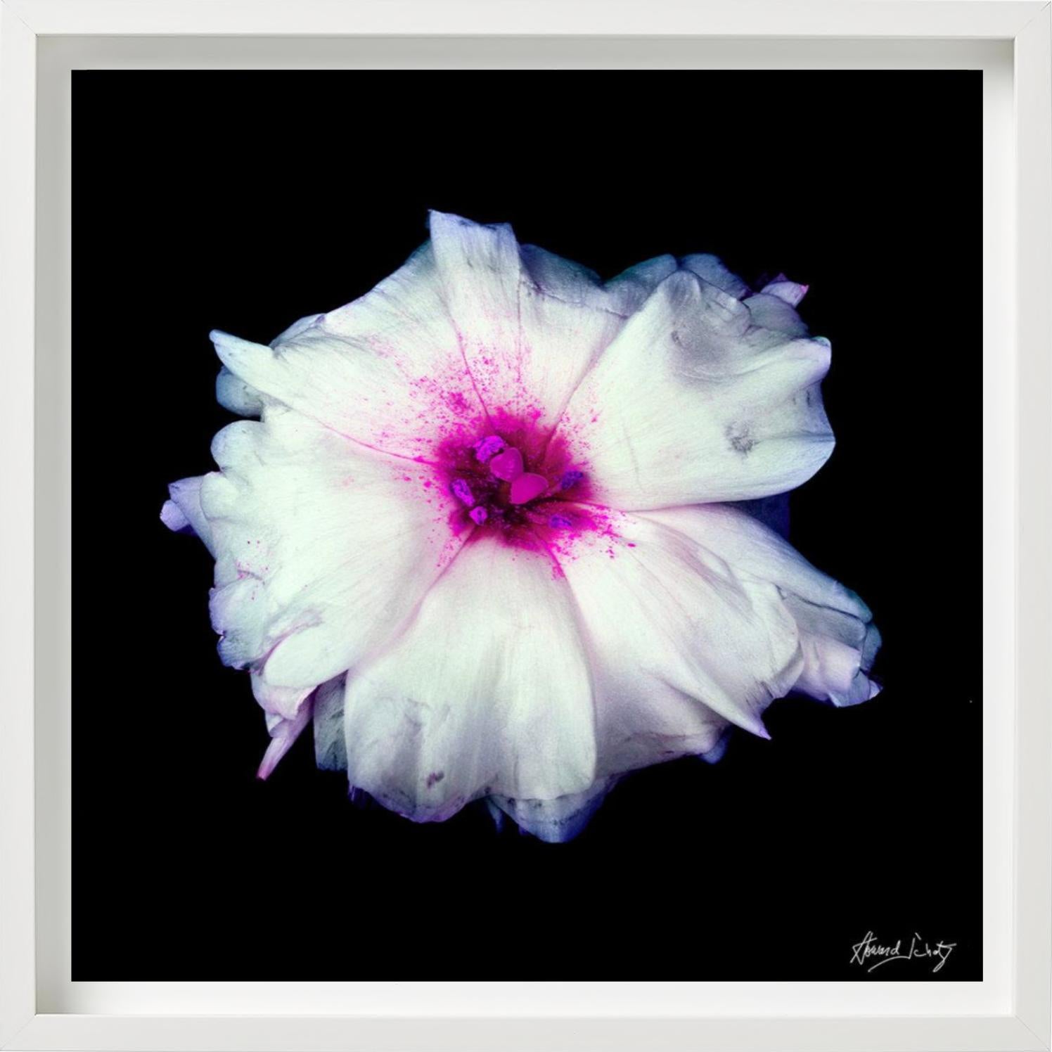 Lisianthus - Closeup of a Pink and White Flower, Fine Art Photography, 2002 For Sale 6