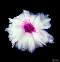 Lisianthus - Closeup of a Pink and White Flower, photographie d'art, 2002