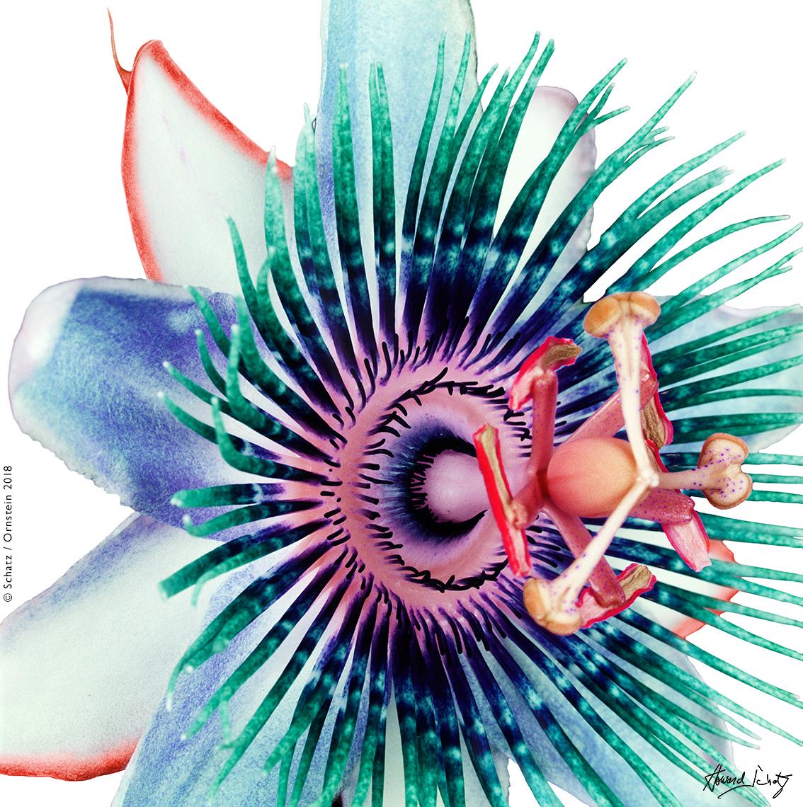 Abstract Photograph Howard Schatz - Passion Flower n°1, de la série Botanica