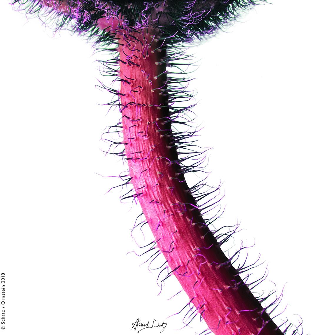 Howard Schatz Abstract Photograph - Poppy 2, from the Botanica Series