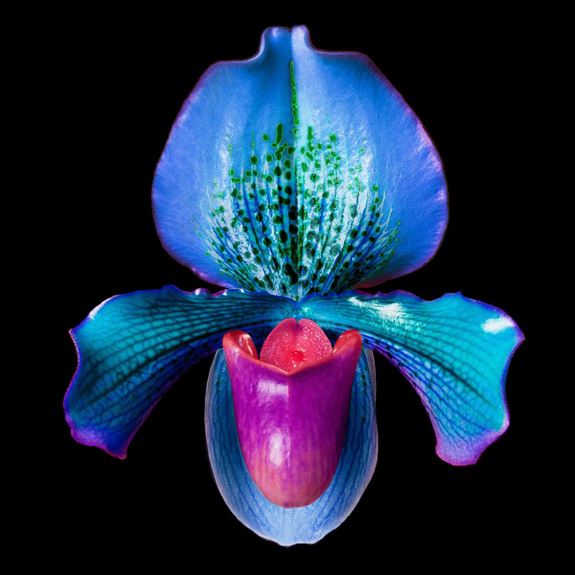 Howard Schatz Color Photograph - Slipper Orchid