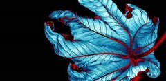 Trumpet Tree #37 - CLoseup Leaf in Blue and Red - Fine Art Photography, 2002