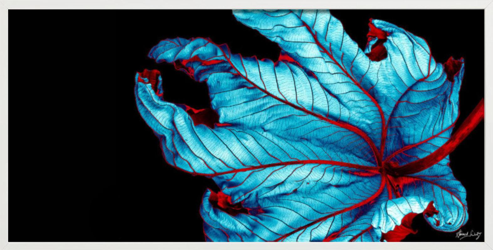 Trumpet Tree #37 - CLoseup Blatt in Blau und Rot - Fine Art Photography, 2002 (Schwarz), Still-Life Photograph, von Howard Schatz