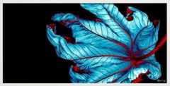 Trumpet Tree #37 - CLoseup Leaf in Blue and Red - Fine Art Photography, 2002