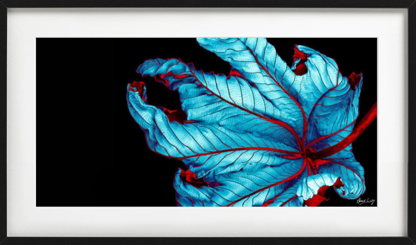 Trumpet Tree #37 - CLoseup Blatt in Blau und Rot - Fine Art Photography, 2002 im Angebot 1