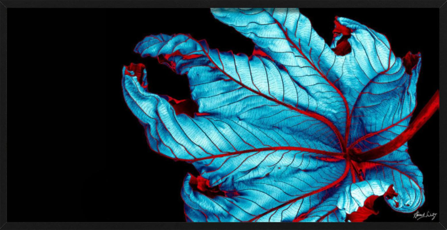 Trumpet Tree #37 - CLoseup Blatt in Blau und Rot - Fine Art Photography, 2002 im Angebot 2