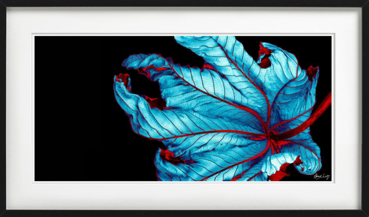 Trumpet Tree #37 - CLoseup Blatt in Blau und Rot - Fine Art Photography, 2002 im Angebot 3