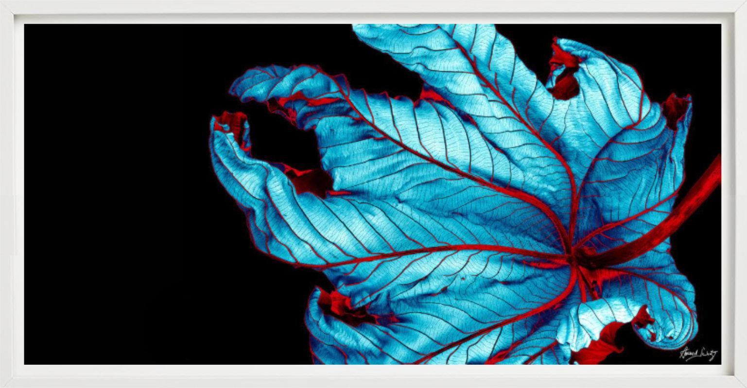 Trumpet Tree #37 - CLoseup Blatt in Blau und Rot - Fine Art Photography, 2002 im Angebot 6