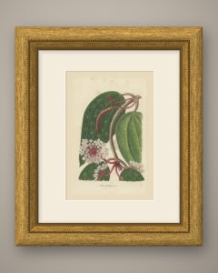 Hoya Macrophylla, Wax Plant in Flower Chromolithograph, 1859