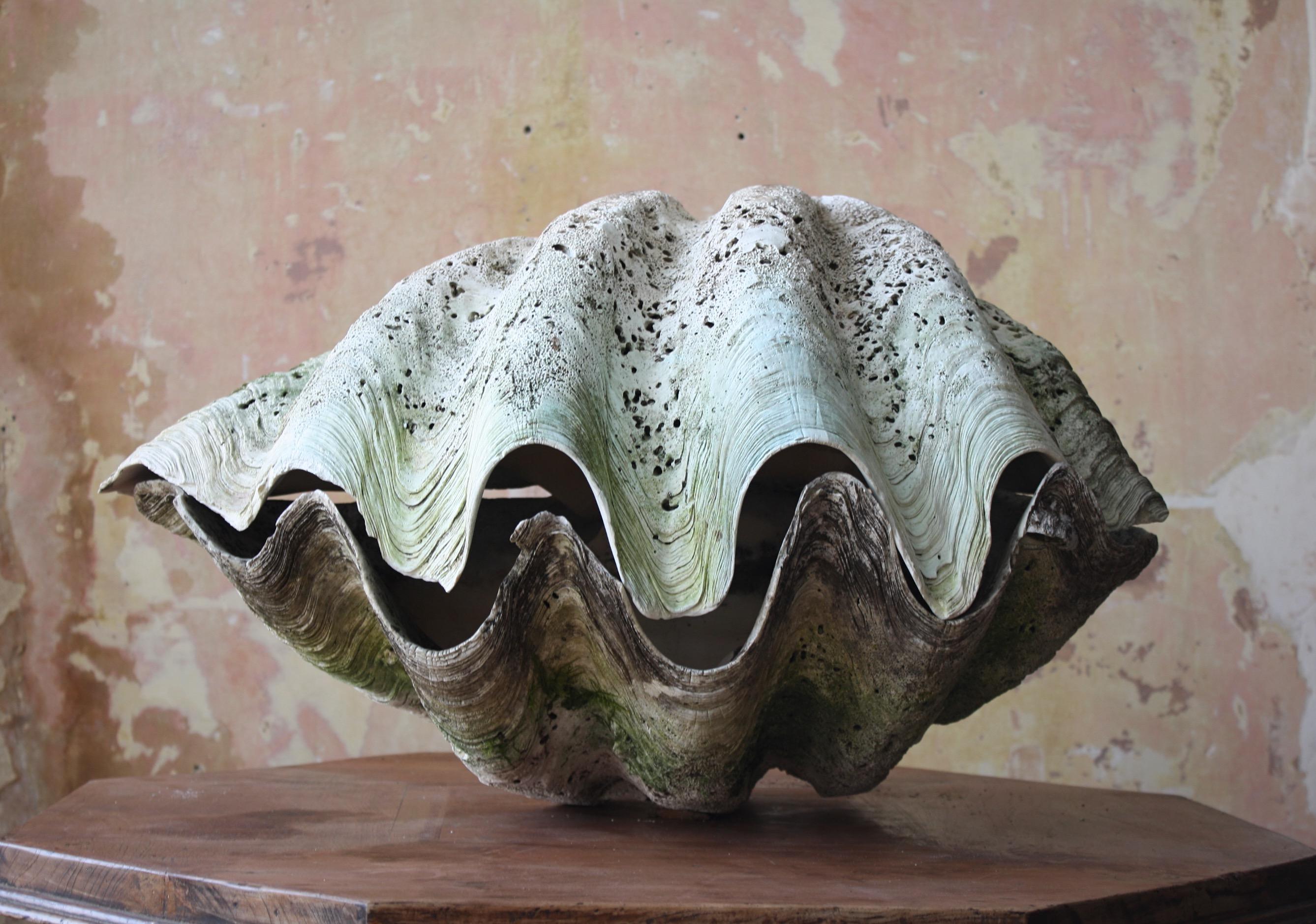An extra large and untouched tridacna gigas (a giant clam shell) in country house condition. It would appear the shell has spent a large part of its land life in the elements thus giving the piece a wonderful texture and a delicate green/blue
