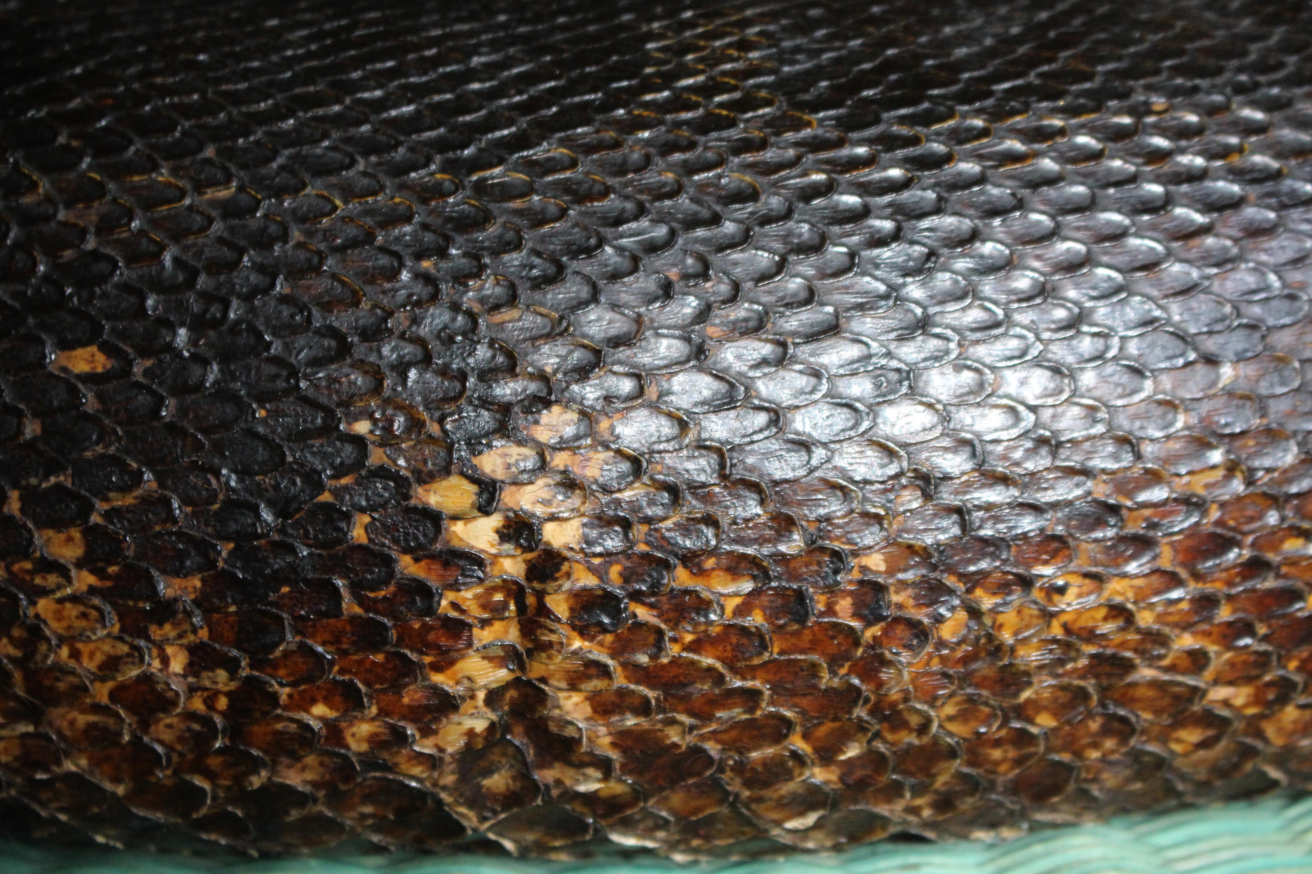 Enorme serpente a spirale del 19° secolo A.I.C. Storia naturale del pitone birmano in vendita 5