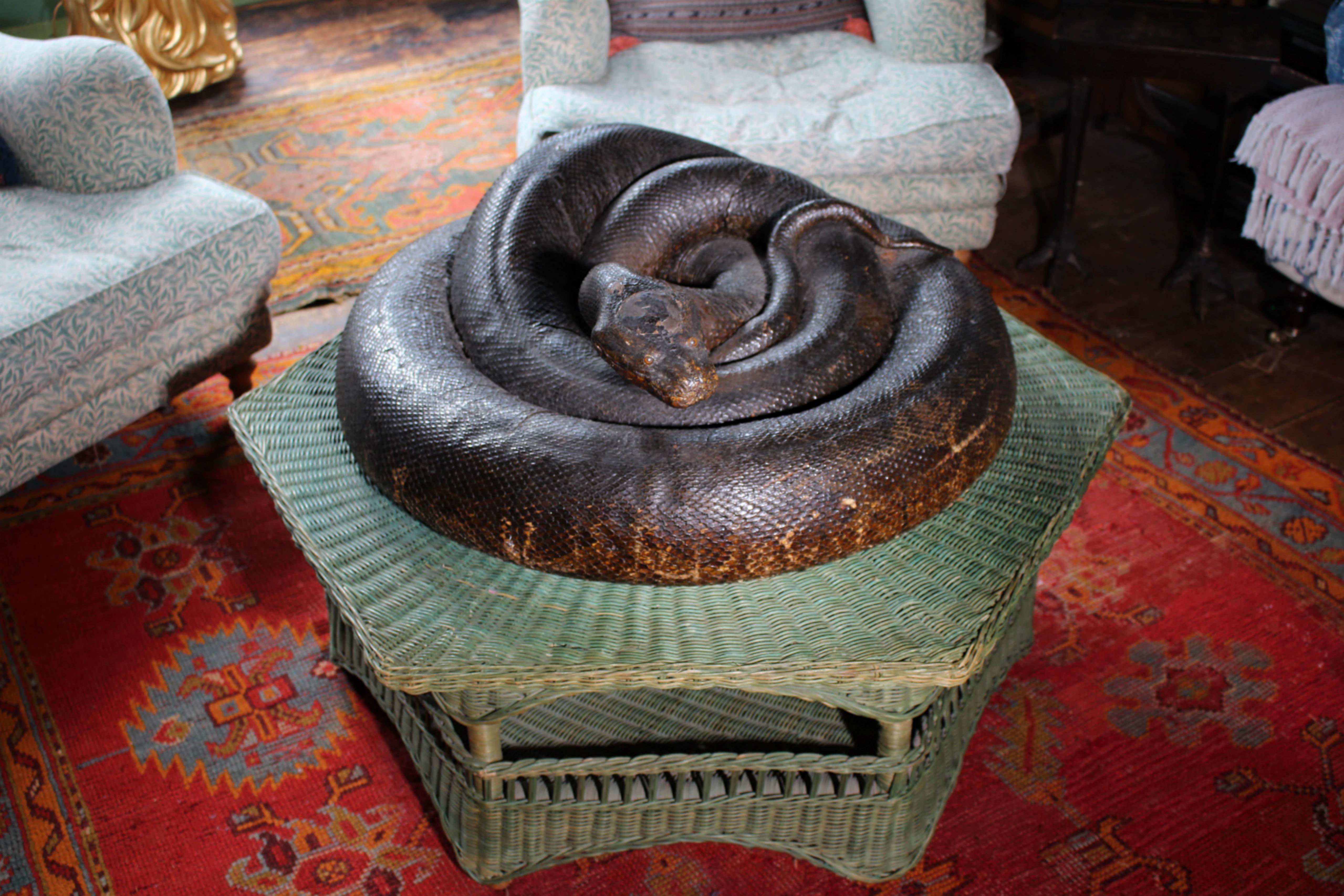 Enorme serpente a spirale del 19° secolo A.I.C. Storia naturale del pitone birmano in vendita 7