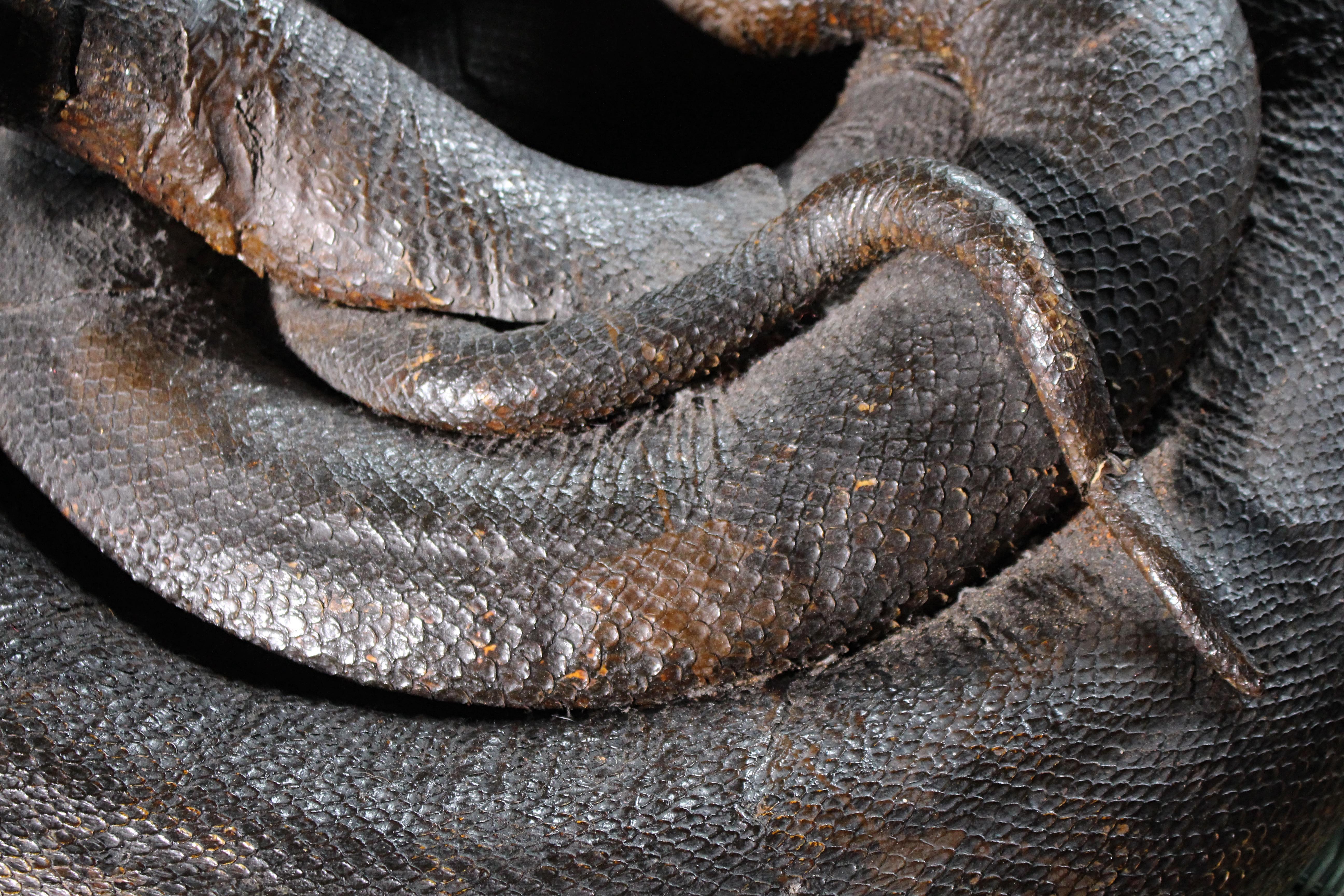 Enorme serpente a spirale del 19° secolo A.I.C. Storia naturale del pitone birmano in vendita 8