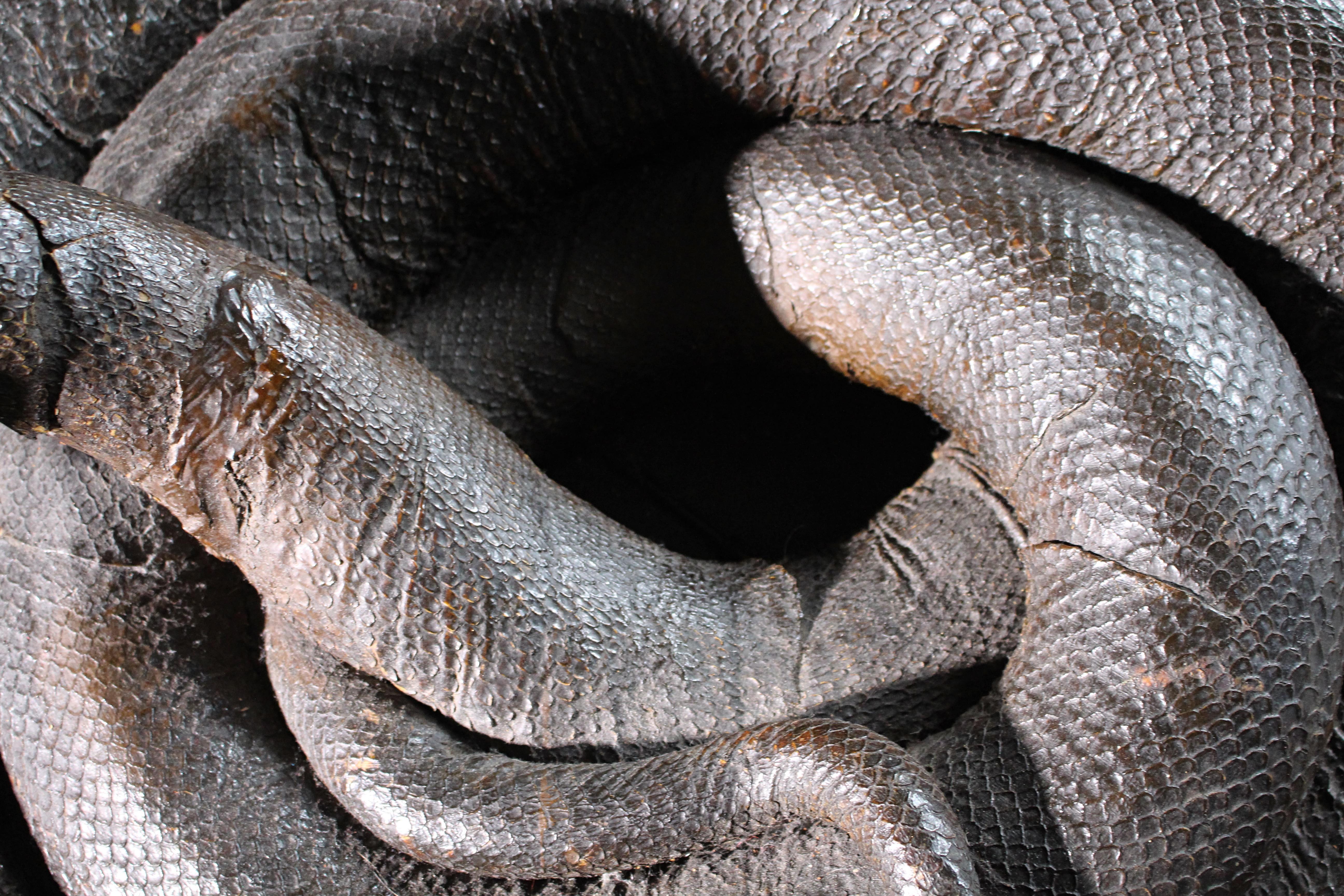 Enorme serpente a spirale del 19° secolo A.I.C. Storia naturale del pitone birmano in vendita 9