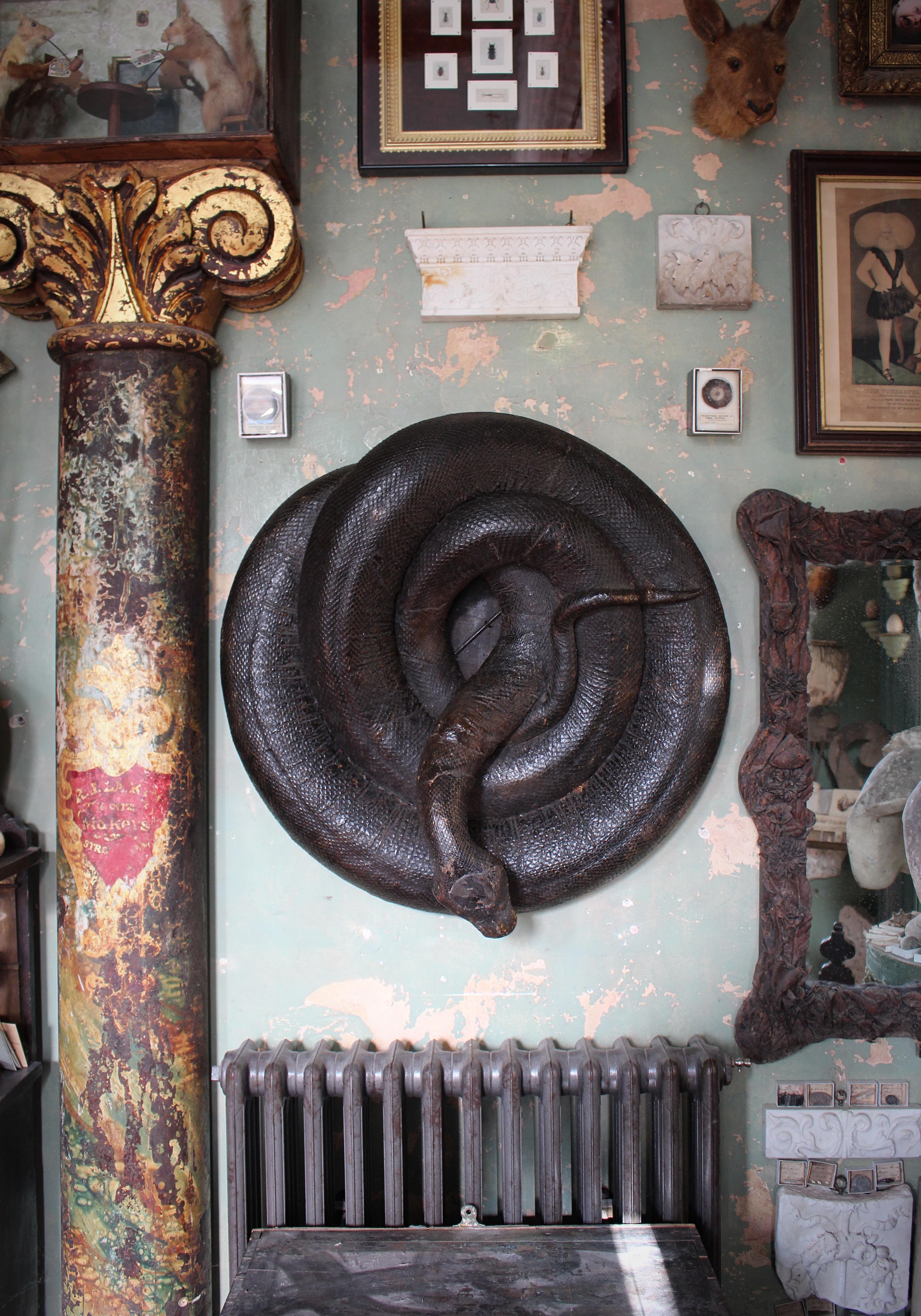 Enorme serpente a spirale del 19° secolo A.I.C. Storia naturale del pitone birmano In condizioni buone in vendita a Lowestoft, GB