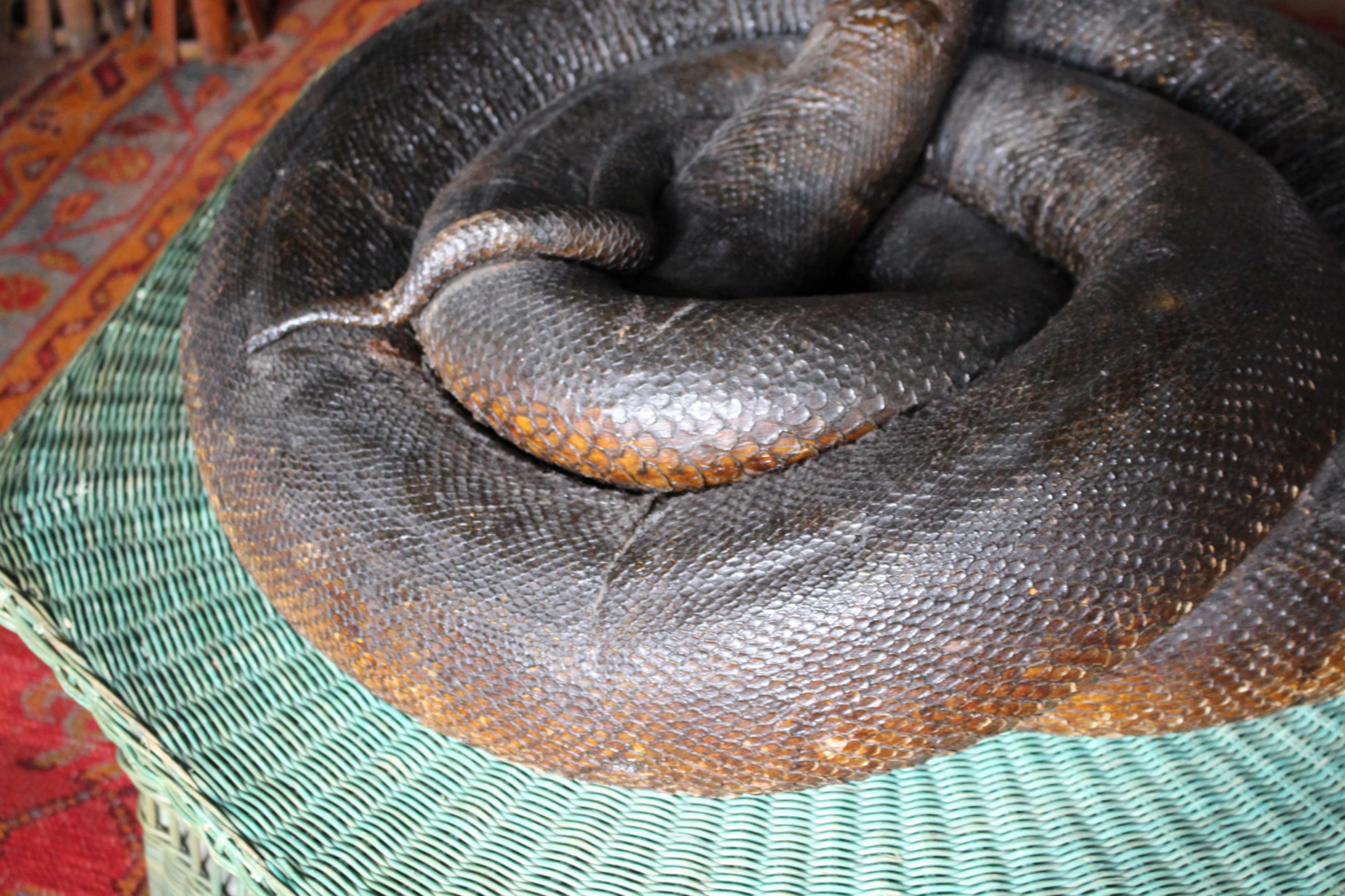 XIX secolo Enorme serpente a spirale del 19° secolo A.I.C. Storia naturale del pitone birmano in vendita