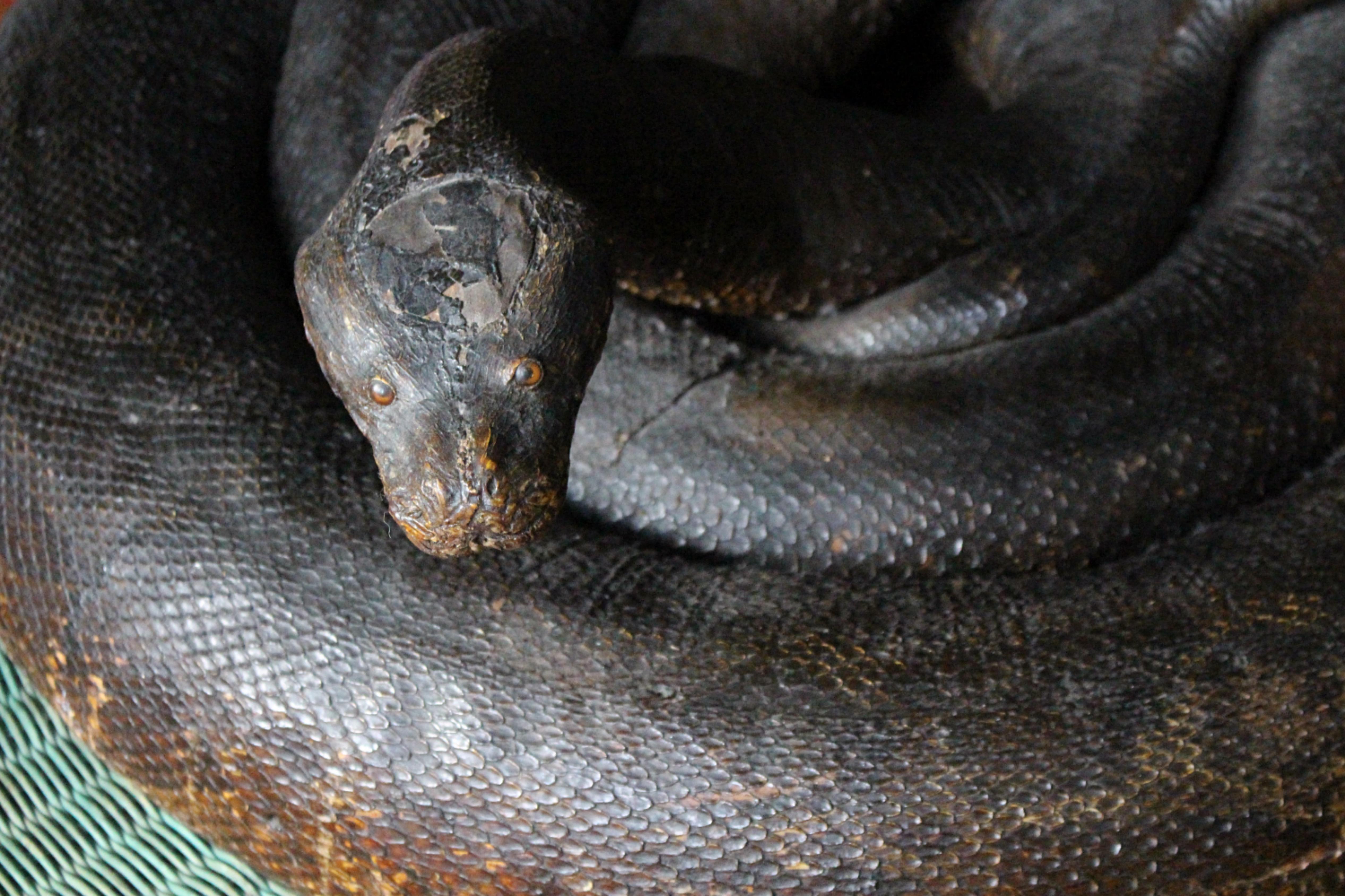 Fibra naturale Enorme serpente a spirale del 19° secolo A.I.C. Storia naturale del pitone birmano in vendita