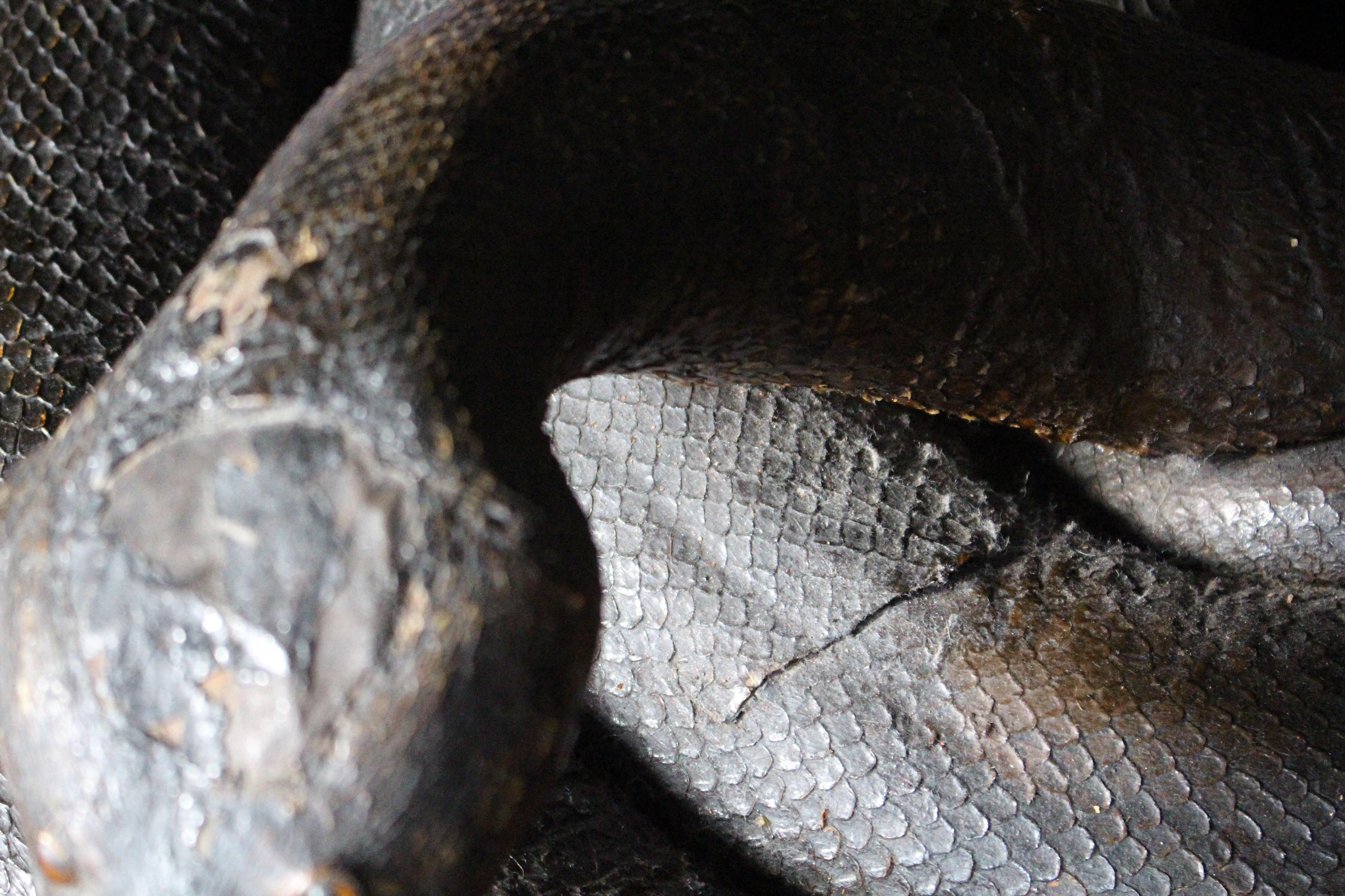 Enorme serpente a spirale del 19° secolo A.I.C. Storia naturale del pitone birmano in vendita 1