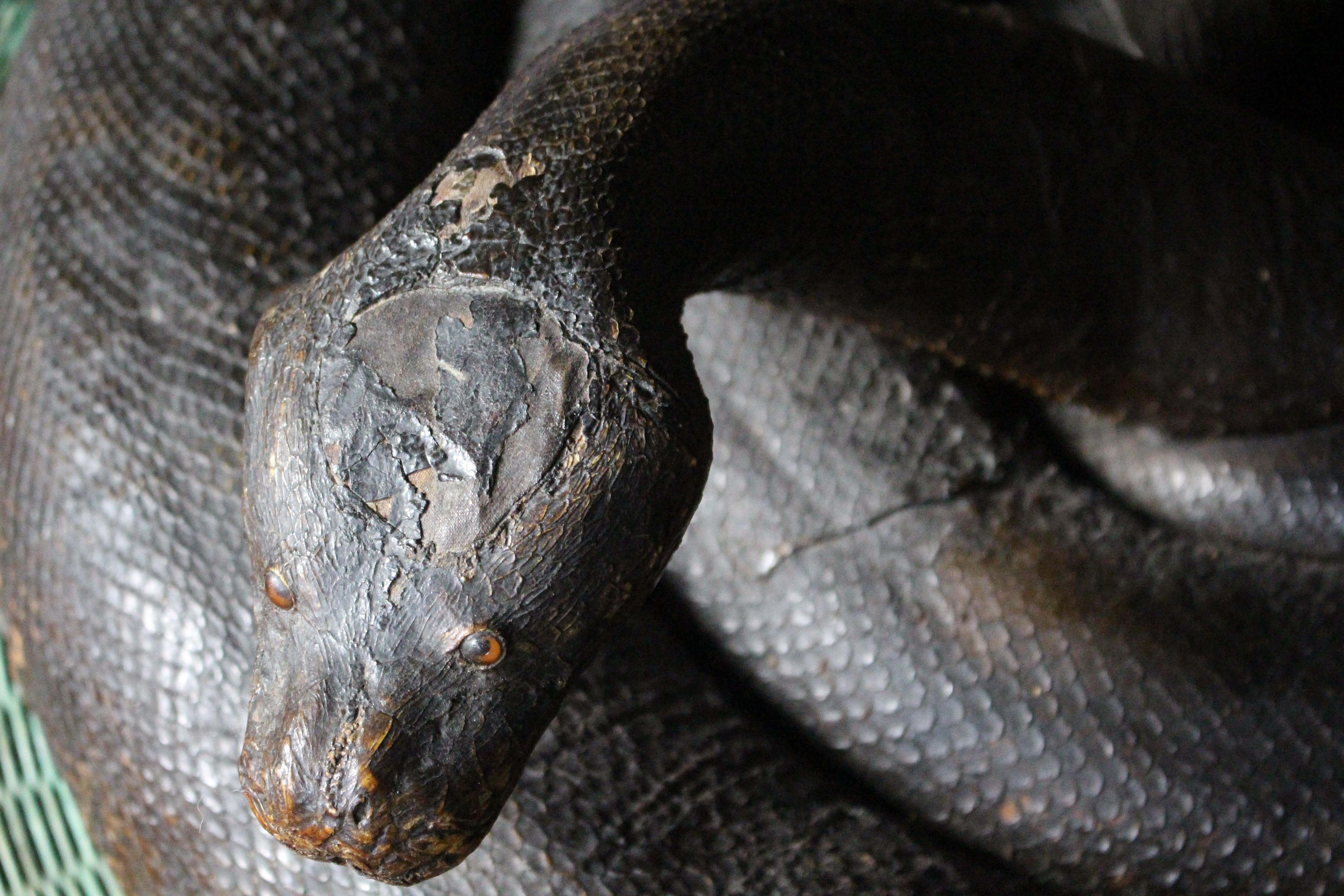 Enorme serpente a spirale del 19° secolo A.I.C. Storia naturale del pitone birmano in vendita 2