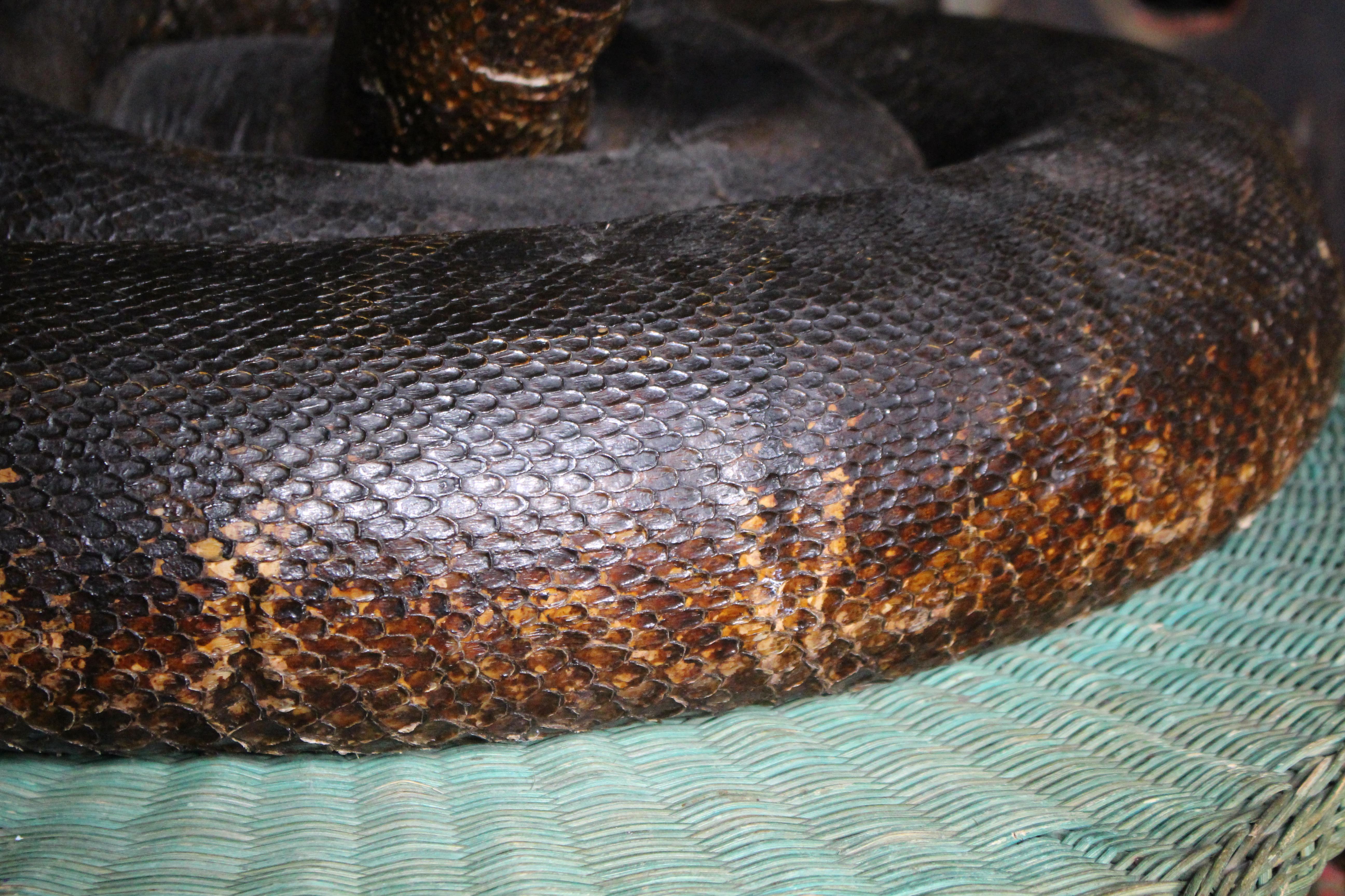 Enorme serpente a spirale del 19° secolo A.I.C. Storia naturale del pitone birmano in vendita 3