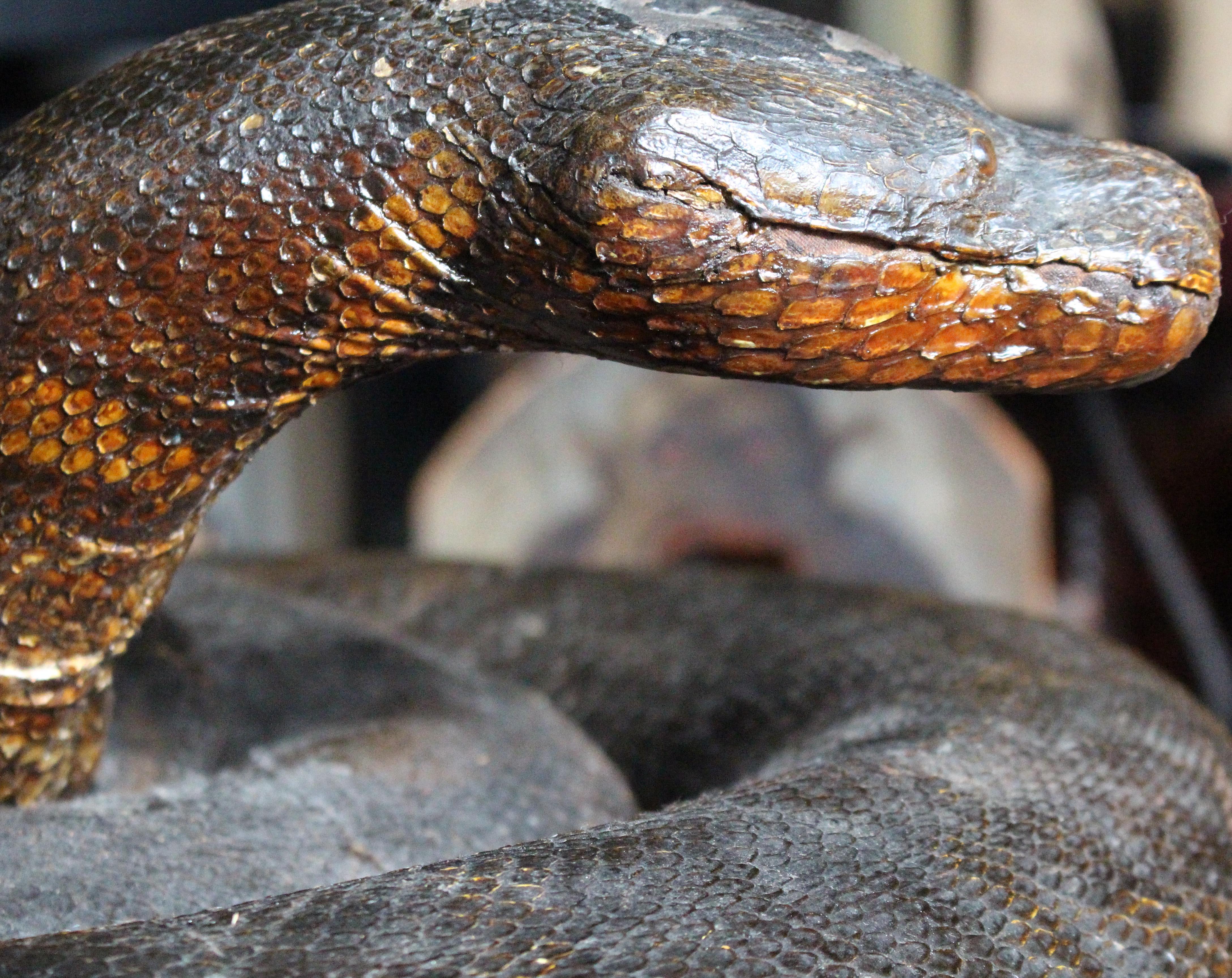 Enorme serpente a spirale del 19° secolo A.I.C. Storia naturale del pitone birmano in vendita 4