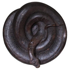Huge 19th C Sculptural Coiled Taxidermy Snake Burmese Python Natural History Huge 19th C Sculptural Coiled Taxidermy Snake Burmese Python Natural History
