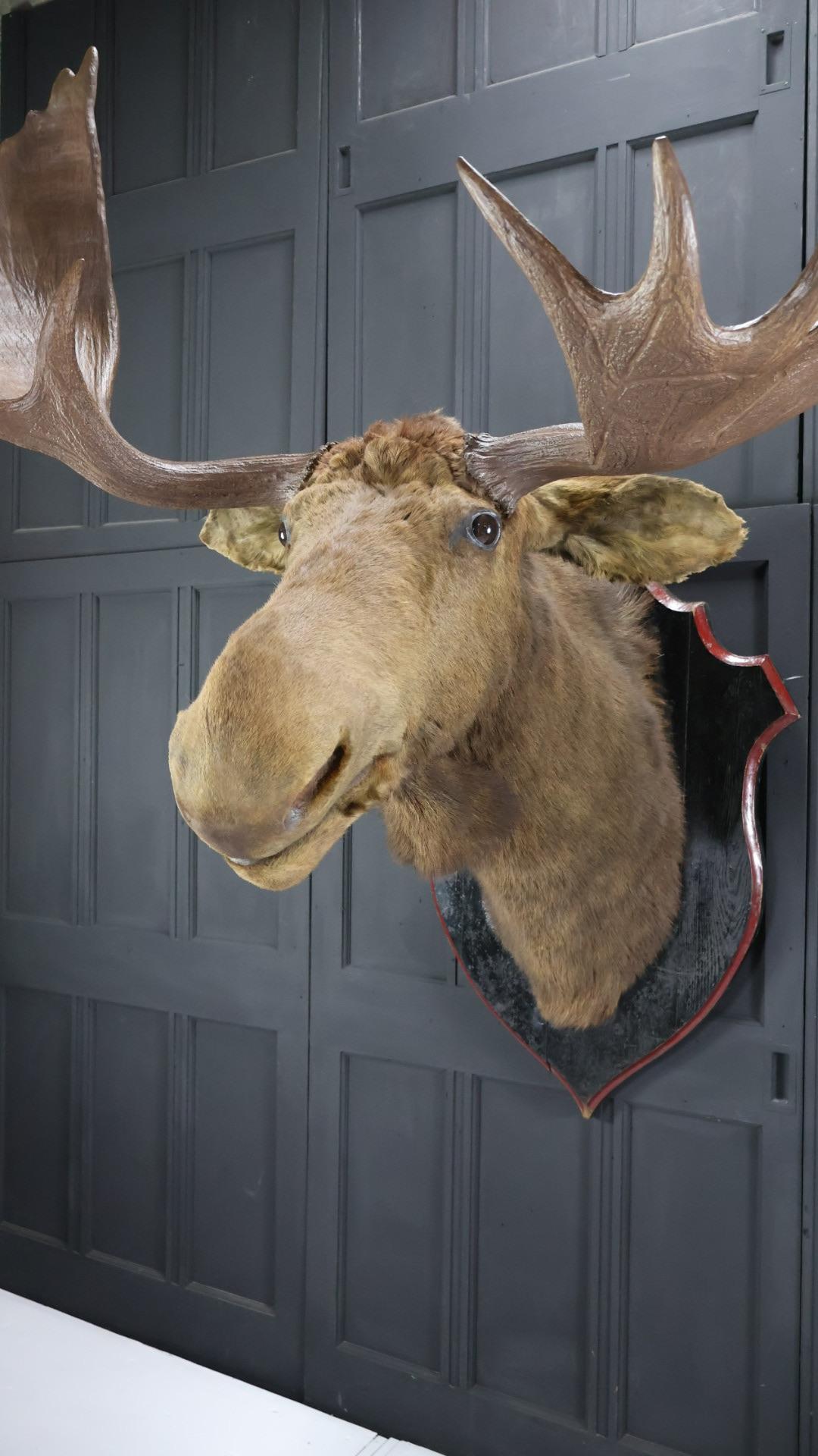 A huge, 19th century taxidermy moose mount, on its original wooden shield.
The moose is in excellent condition and has been professionally and sympathetically restored.
The moose has huge antlers, glass slit eyes and is more unusual than other