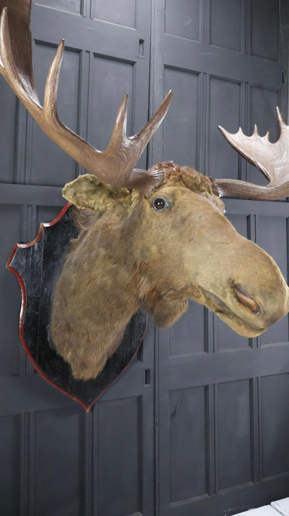 Victorian Huge 19th Century Moose Mount For Sale