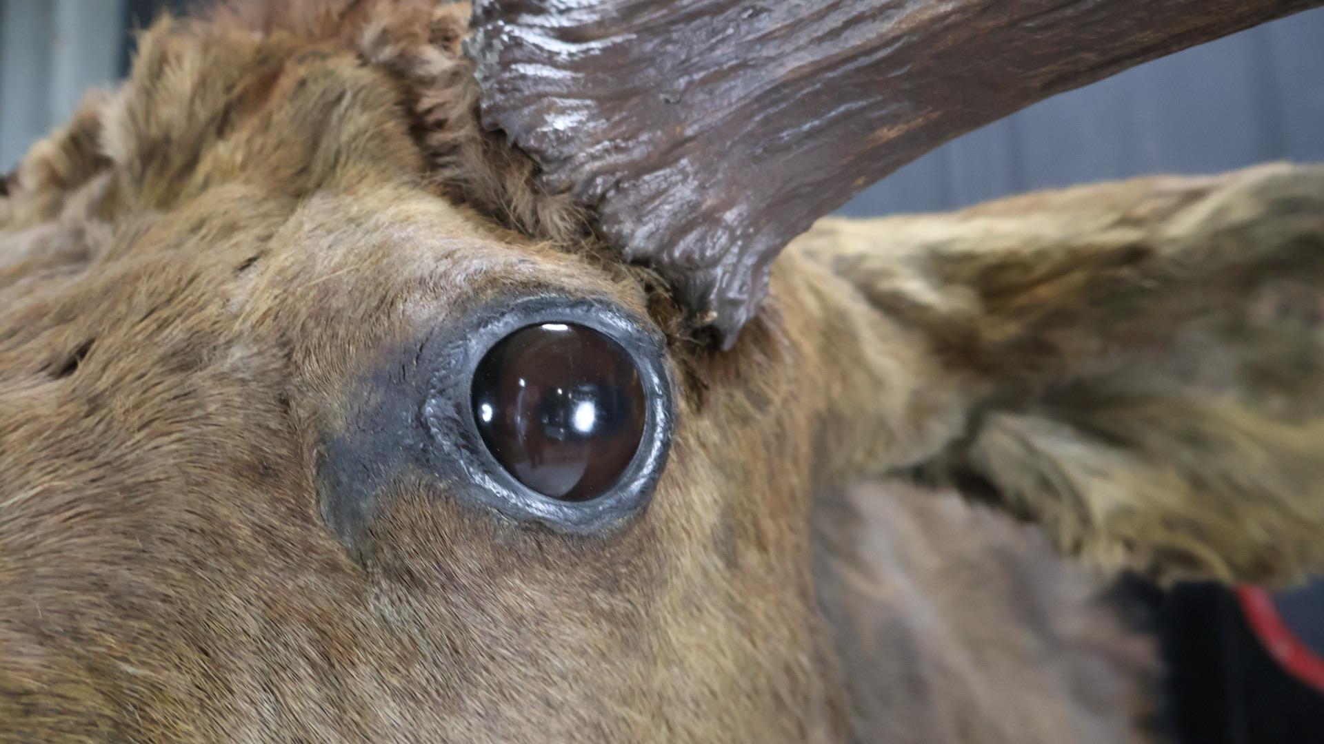 English Huge 19th Century Moose Mount For Sale
