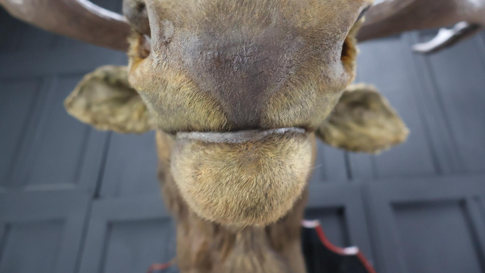 Huge 19th Century Moose Mount In Good Condition For Sale In Lymington, GB