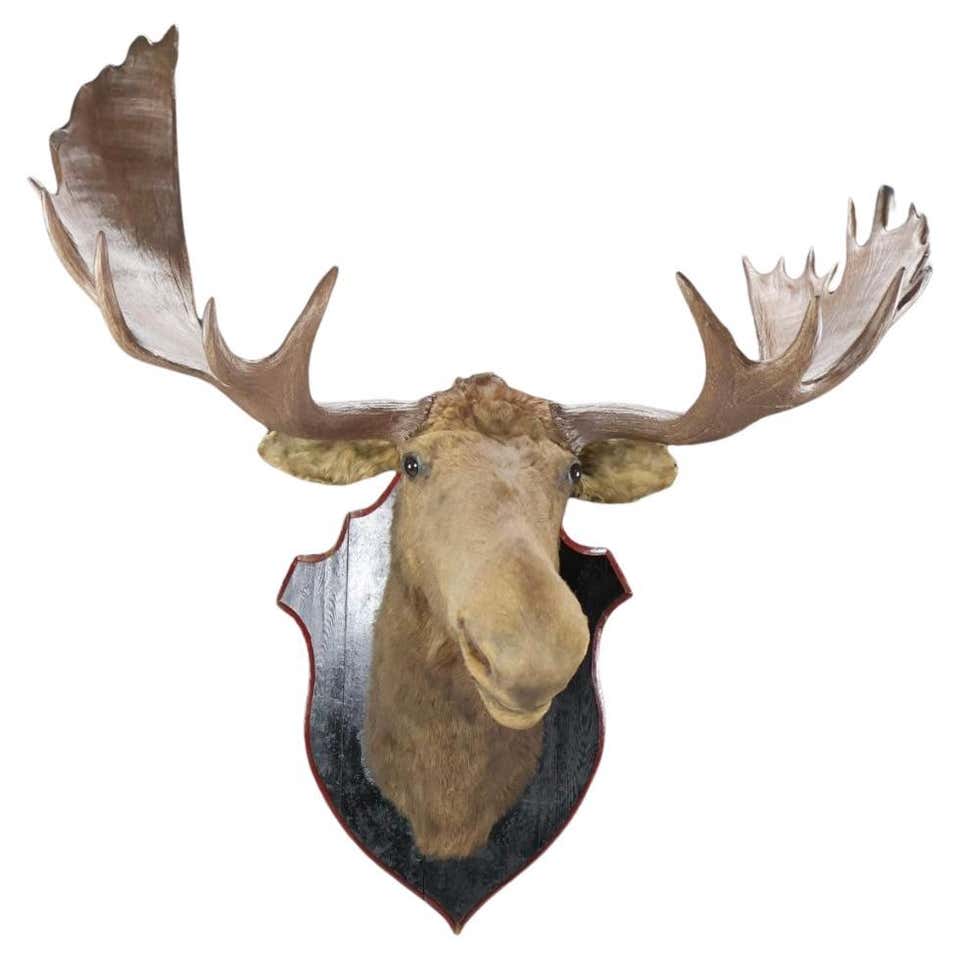 Large Moose Taxidermy Mount For Sale at 1stDibs | moose mount for sale ...