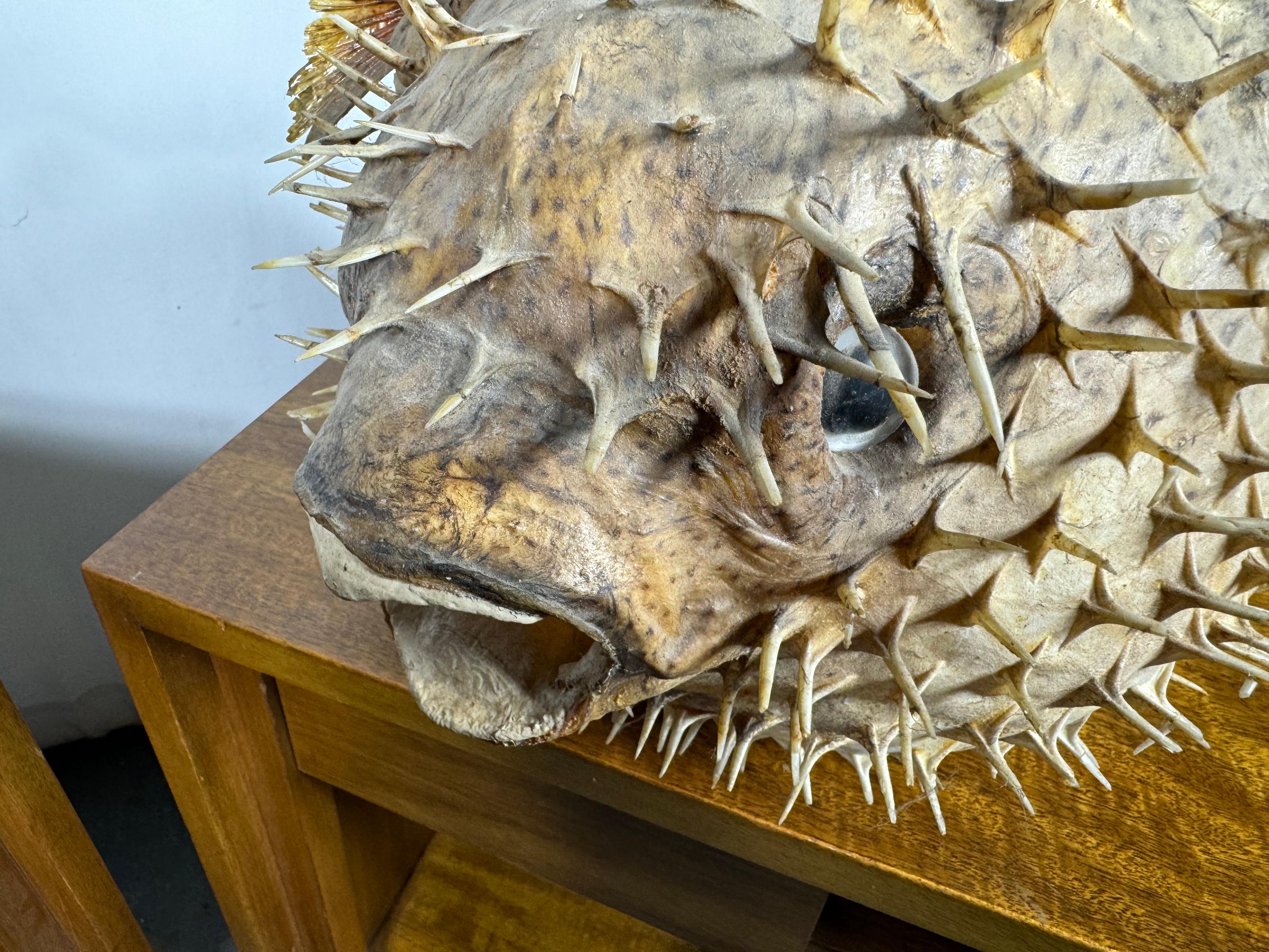taxidermy puffer fish