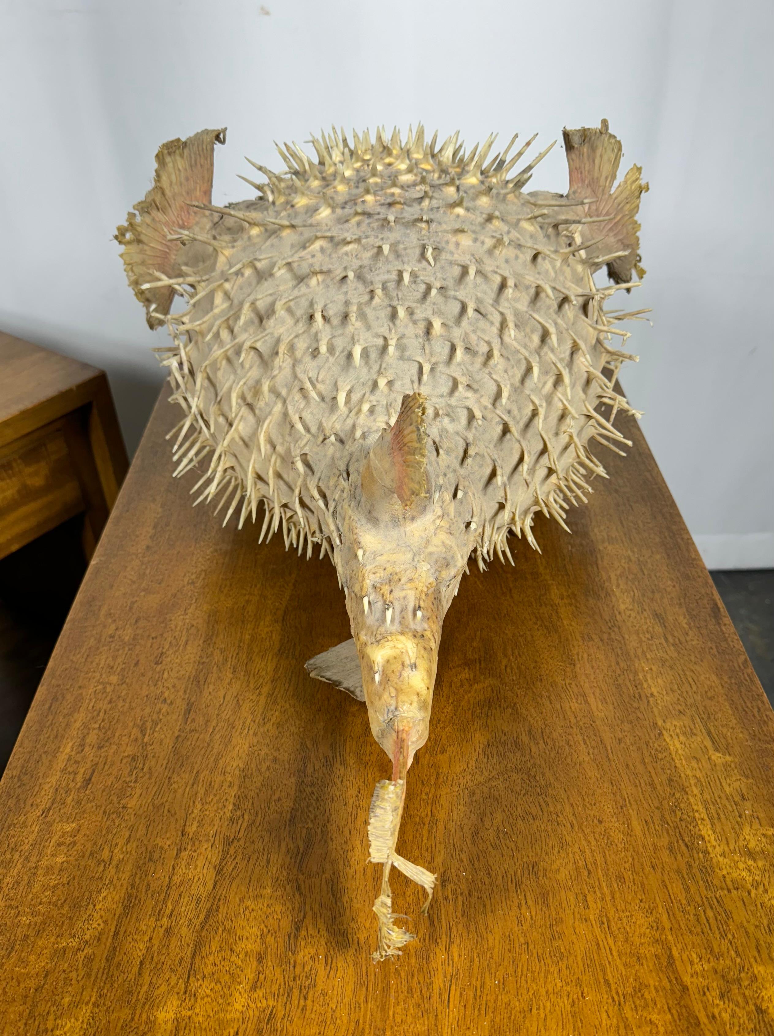 Mid-Century Modern Huge  22