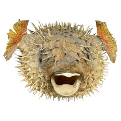 Vintage Huge  22"w  11" h Blow Fish Taxidermy.. Puffer Fish .Porcupine Fish