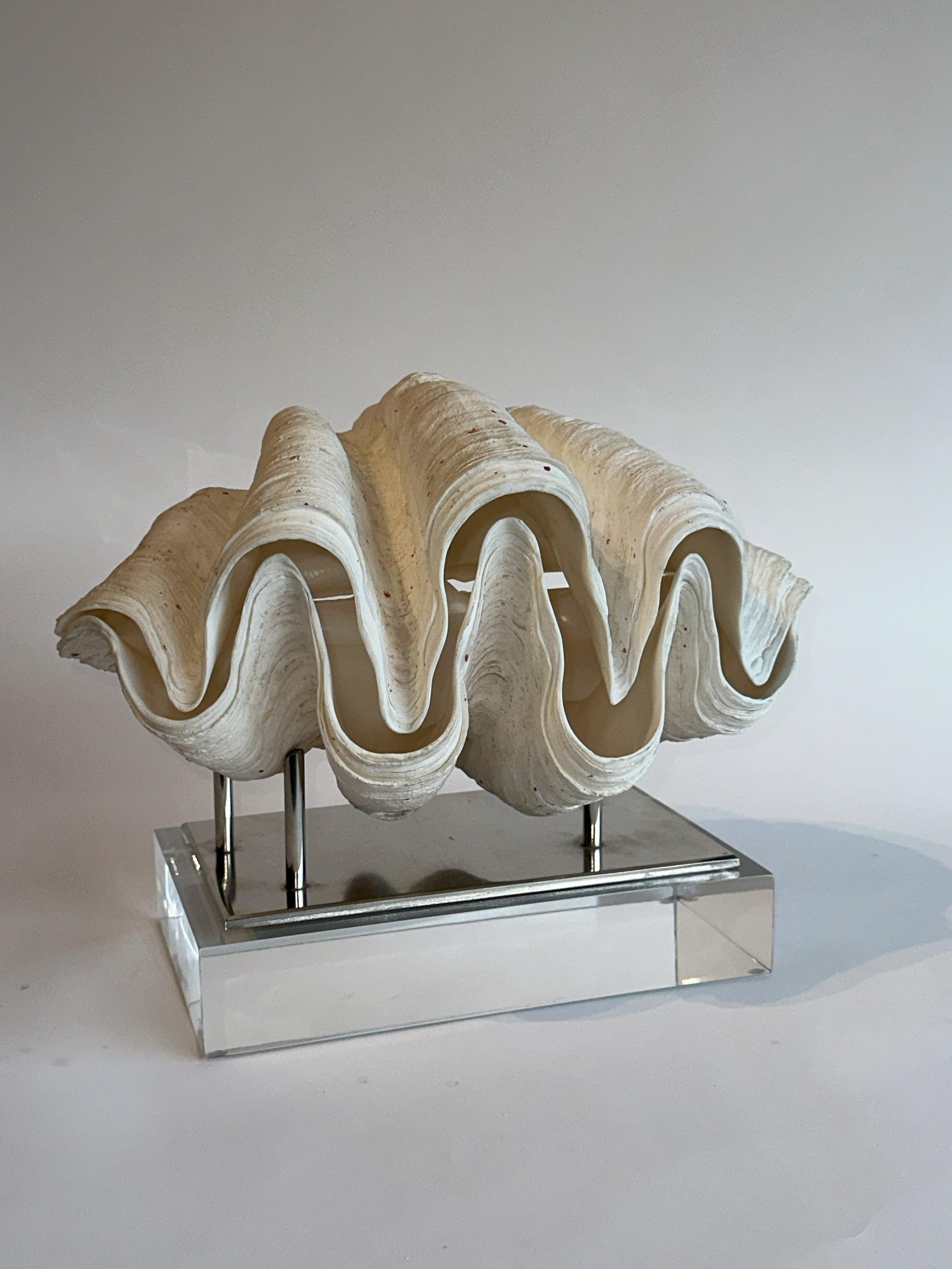 This absolutely stunning huge clam is such a beautiful matched pair and is perfectly displayed on a base that is equally beautiful. .  It's also ready to ship!
     We make art/ coral and fossil bases in our studio and this very large beautiful clam