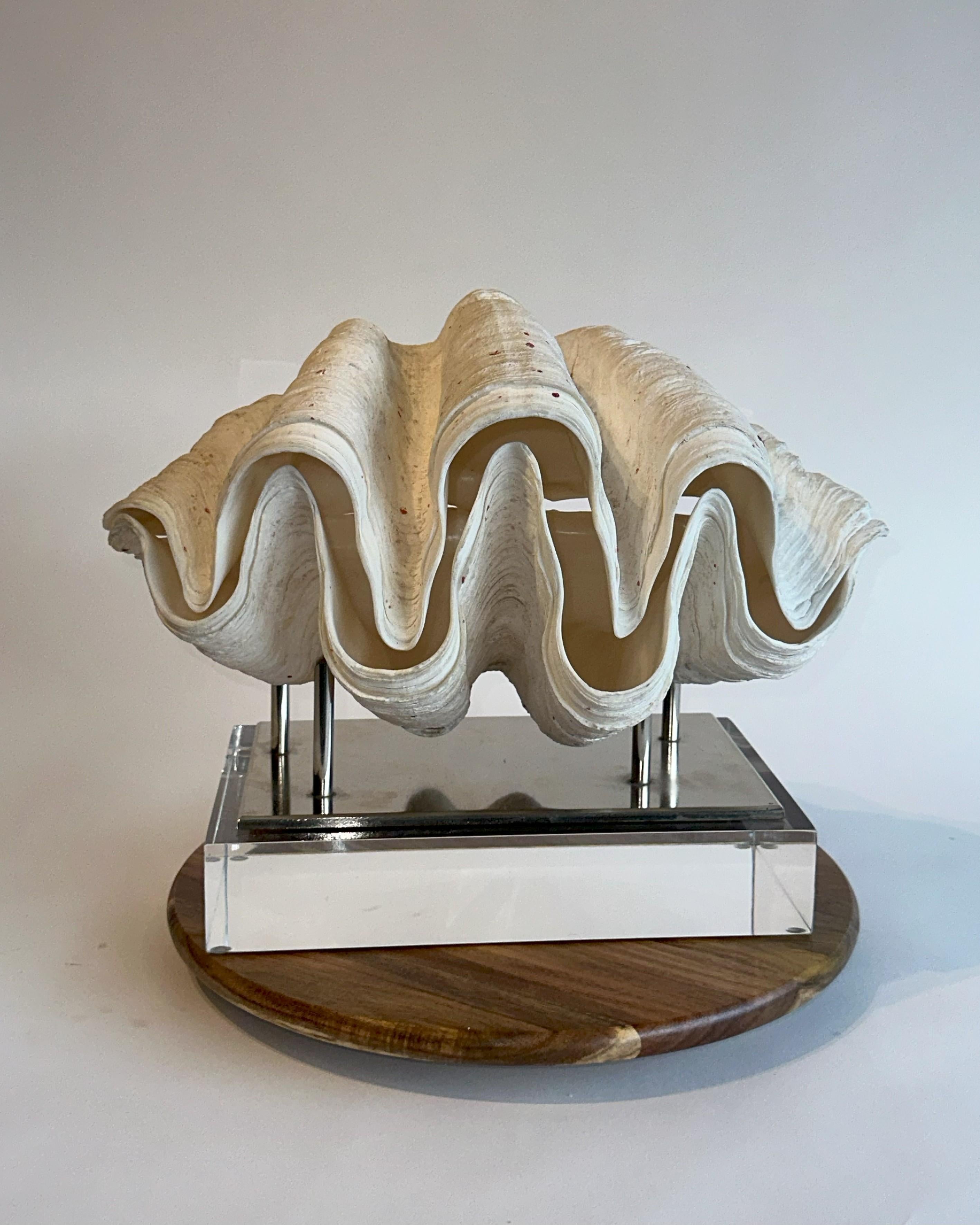 Fijian Huge Clam Stunning & Complete Real & Natural 17lbs on 2