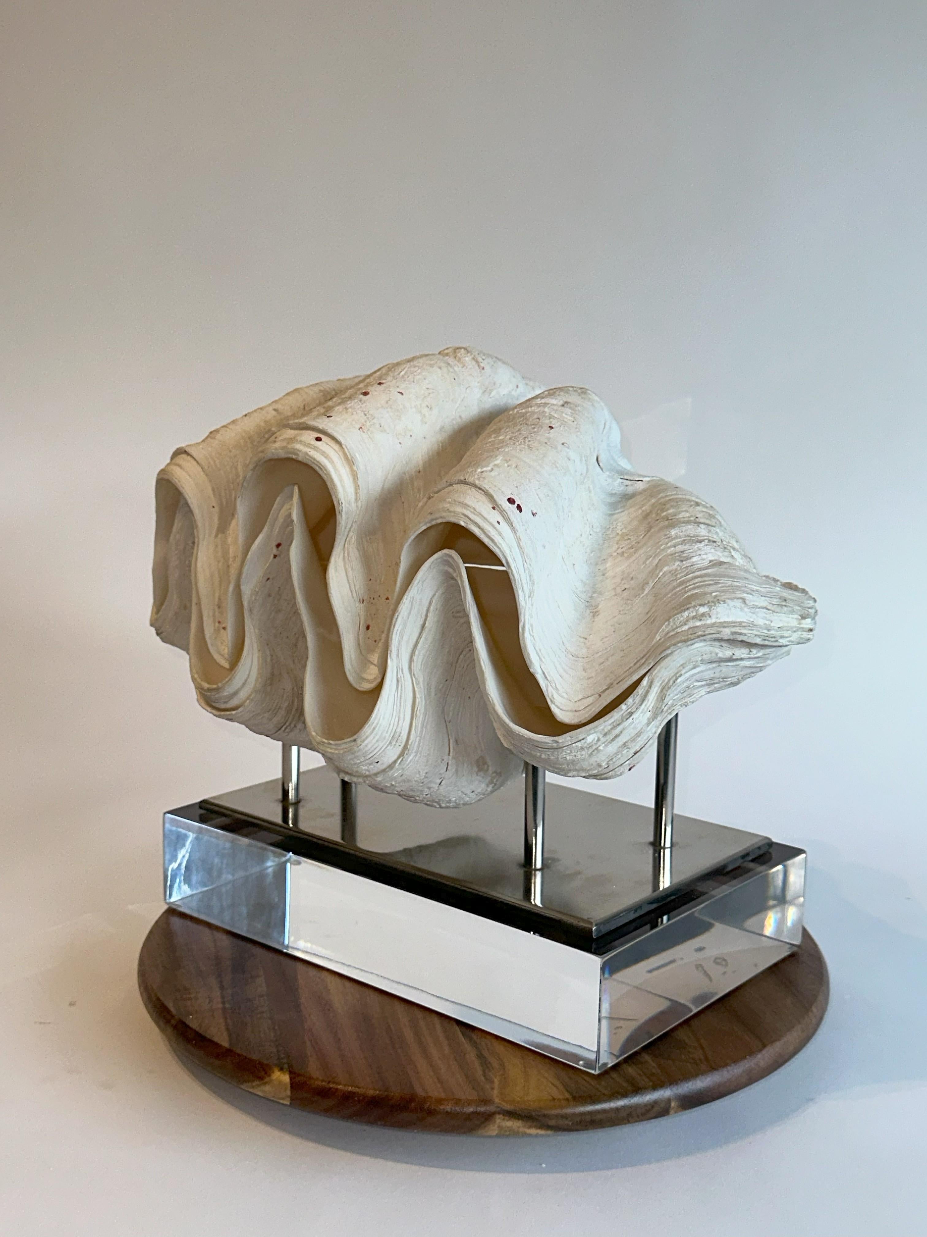 Huge Clam Stunning & Complete Real & Natural 17lbs on 2