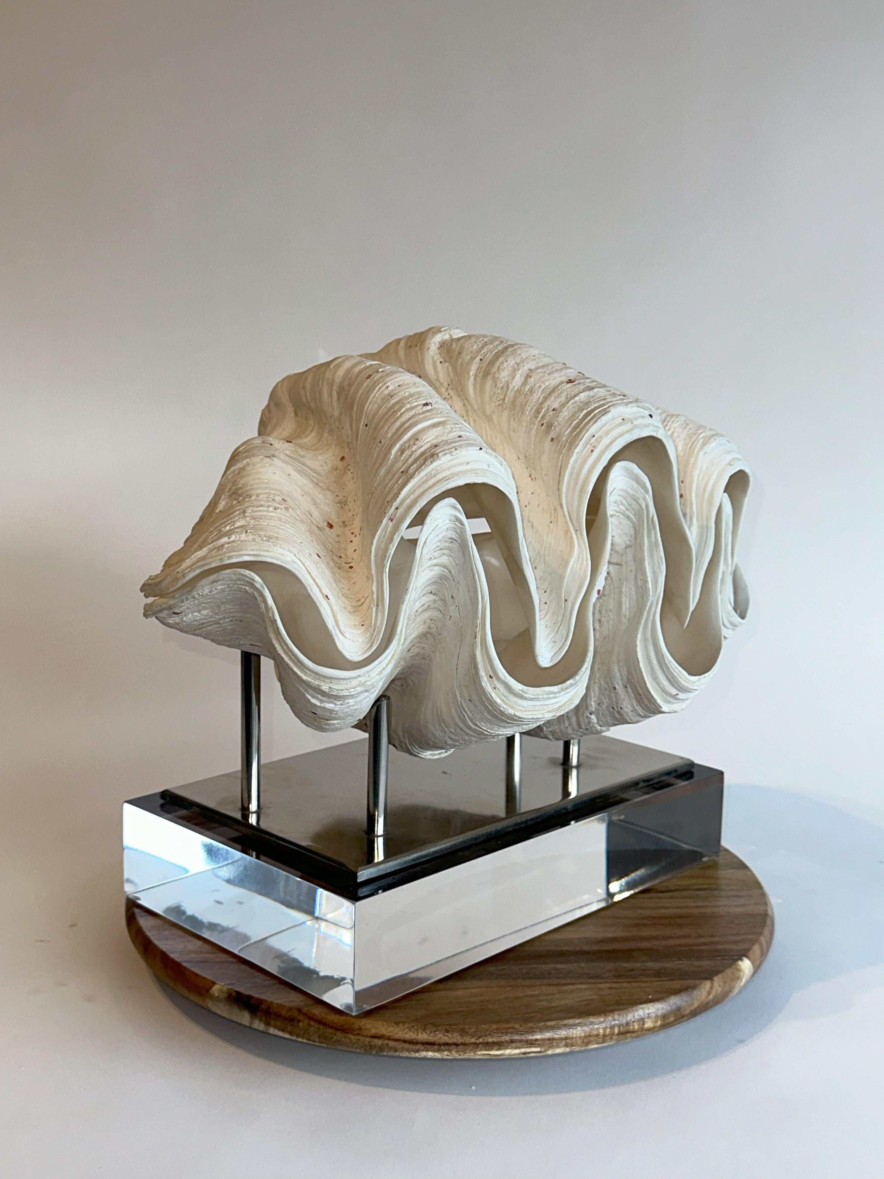 20th Century Huge Clam Stunning & Complete Real & Natural 17lbs on 2