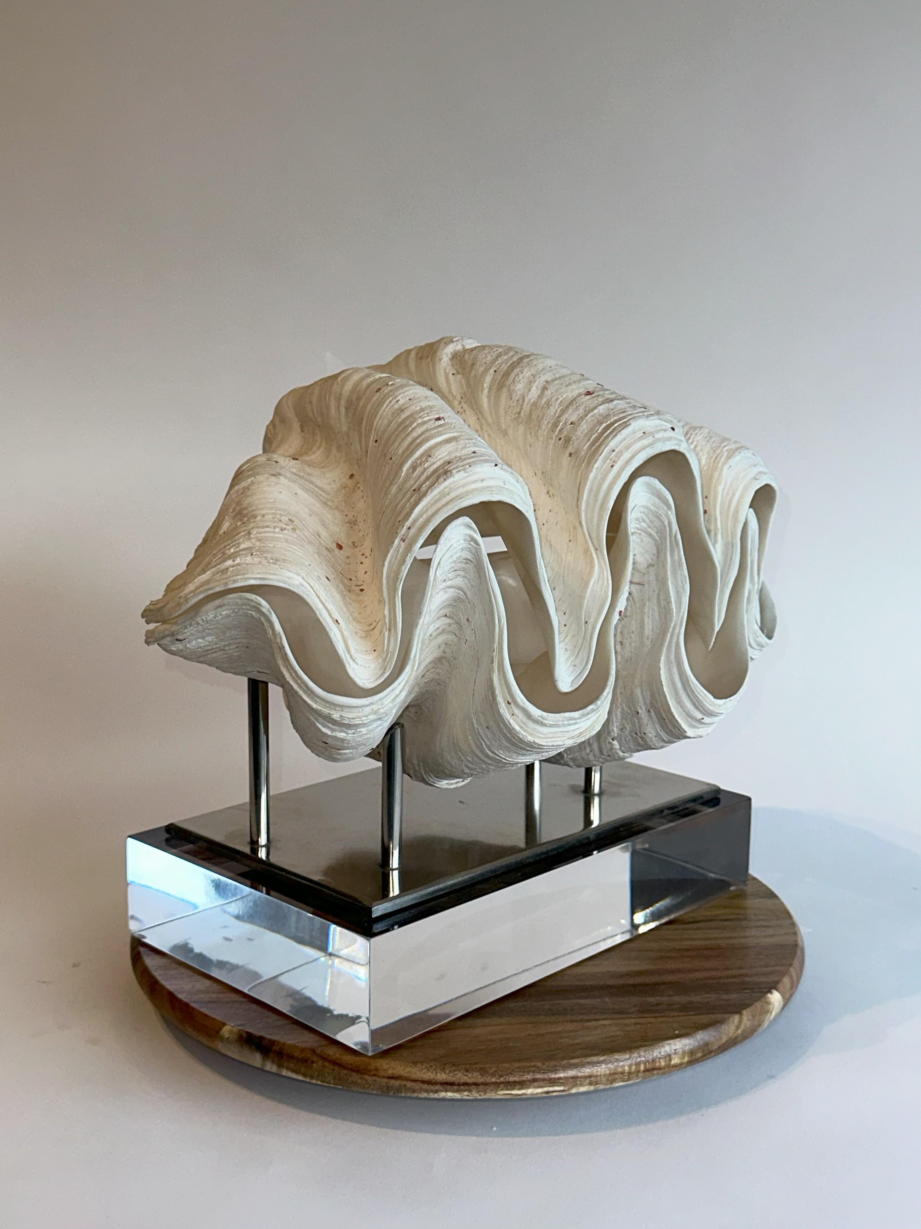 Coral Huge Clam Stunning & Complete Real & Natural 17lbs on 2