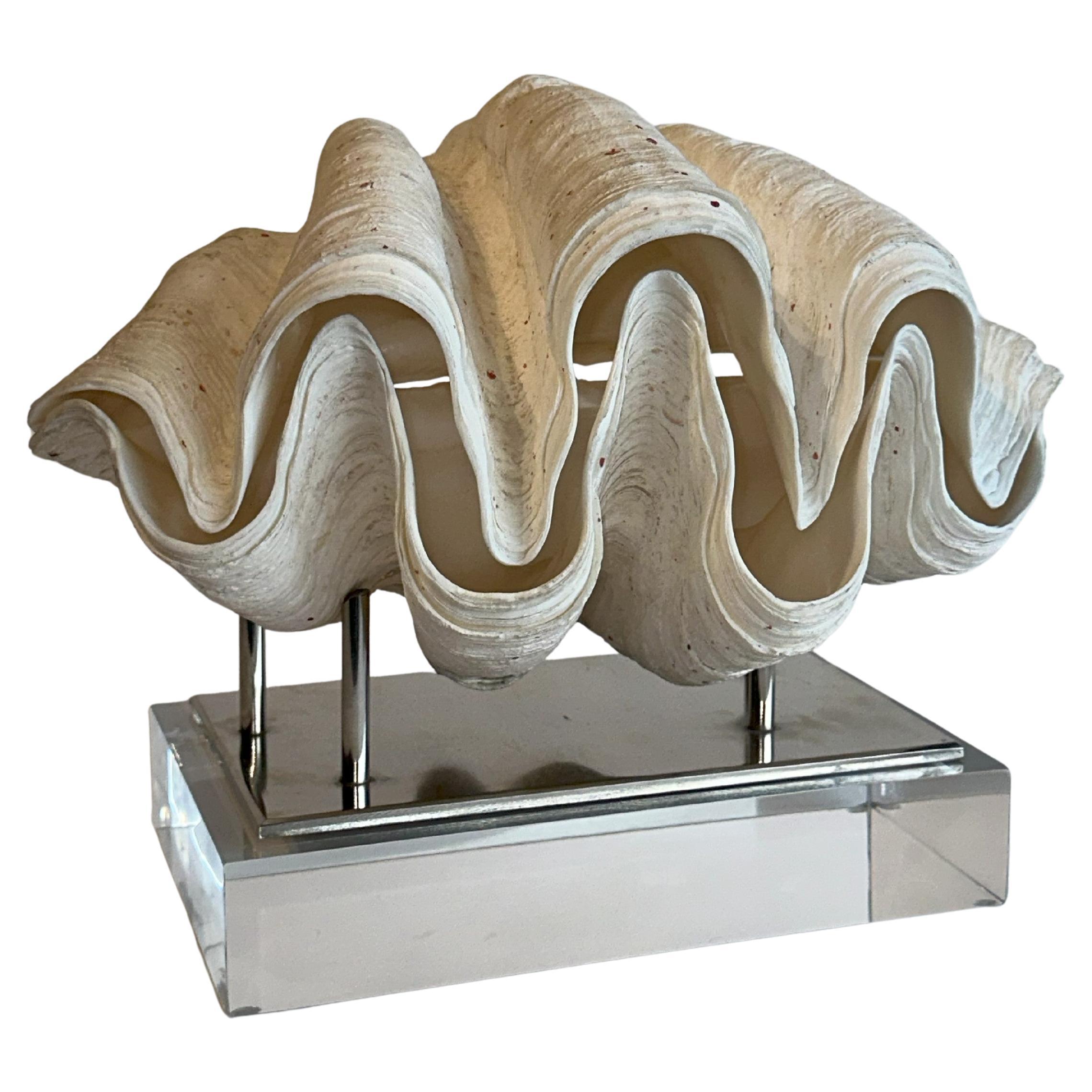 Huge Clam Stunning & Complete Real & Natural 17lbs on 2" thick Lucite Base