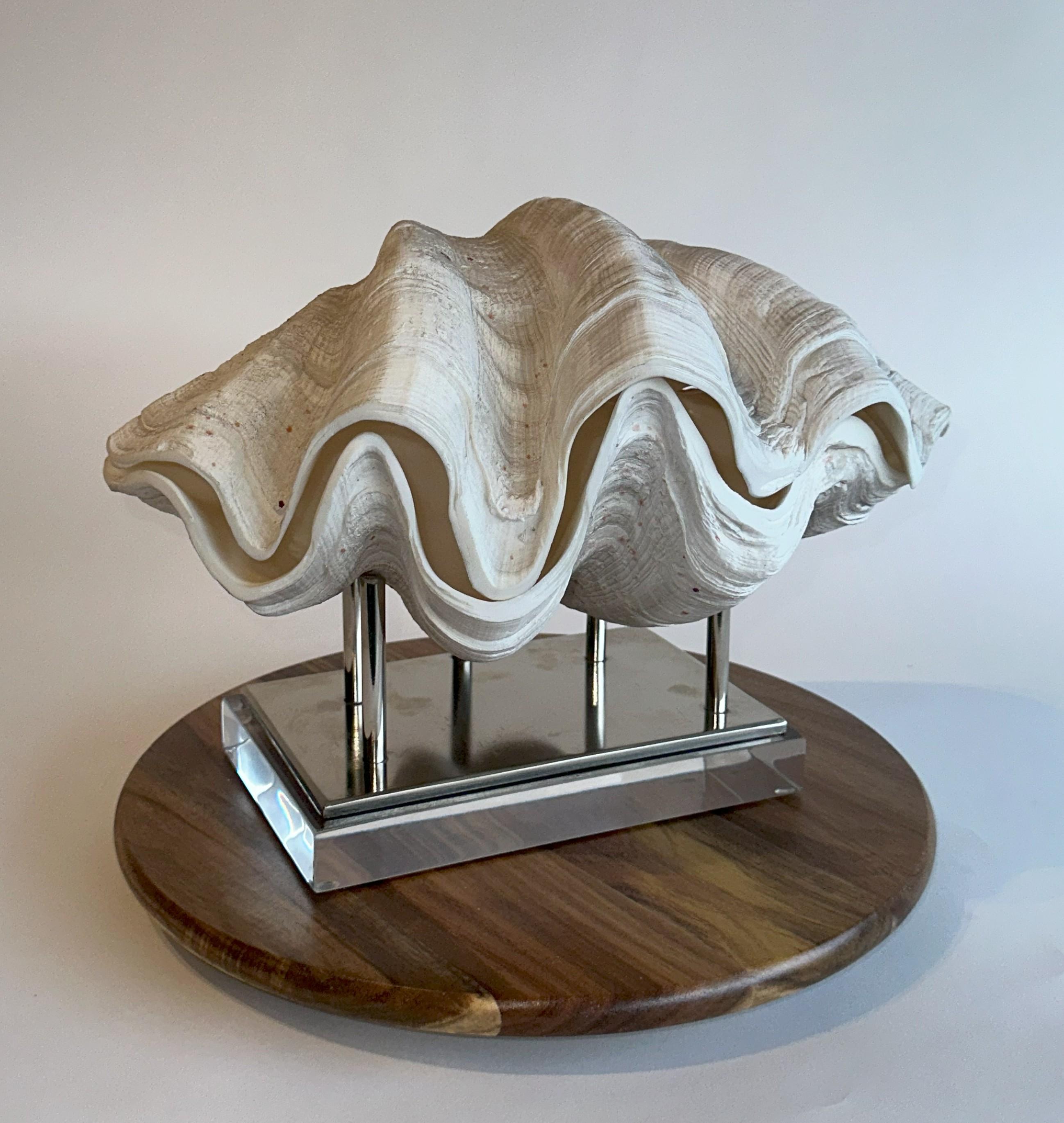 Beautiful Giant Clam real and all natural matched pair of a speciman on a custom 1