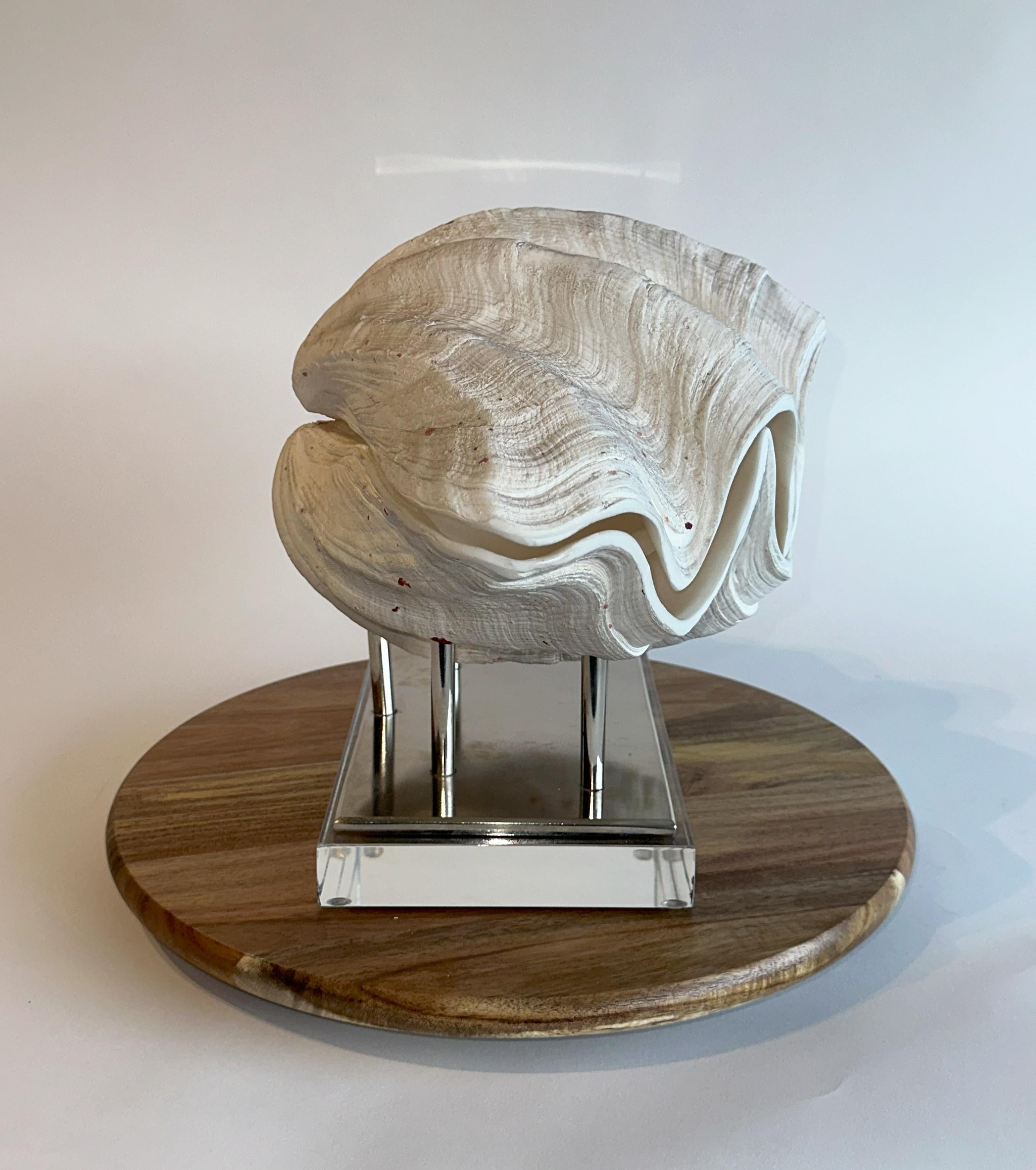 Hollywood Regency Huge Complete Clam Real & Natural Clam from Indonesia 17lbs. w/ base For Sale