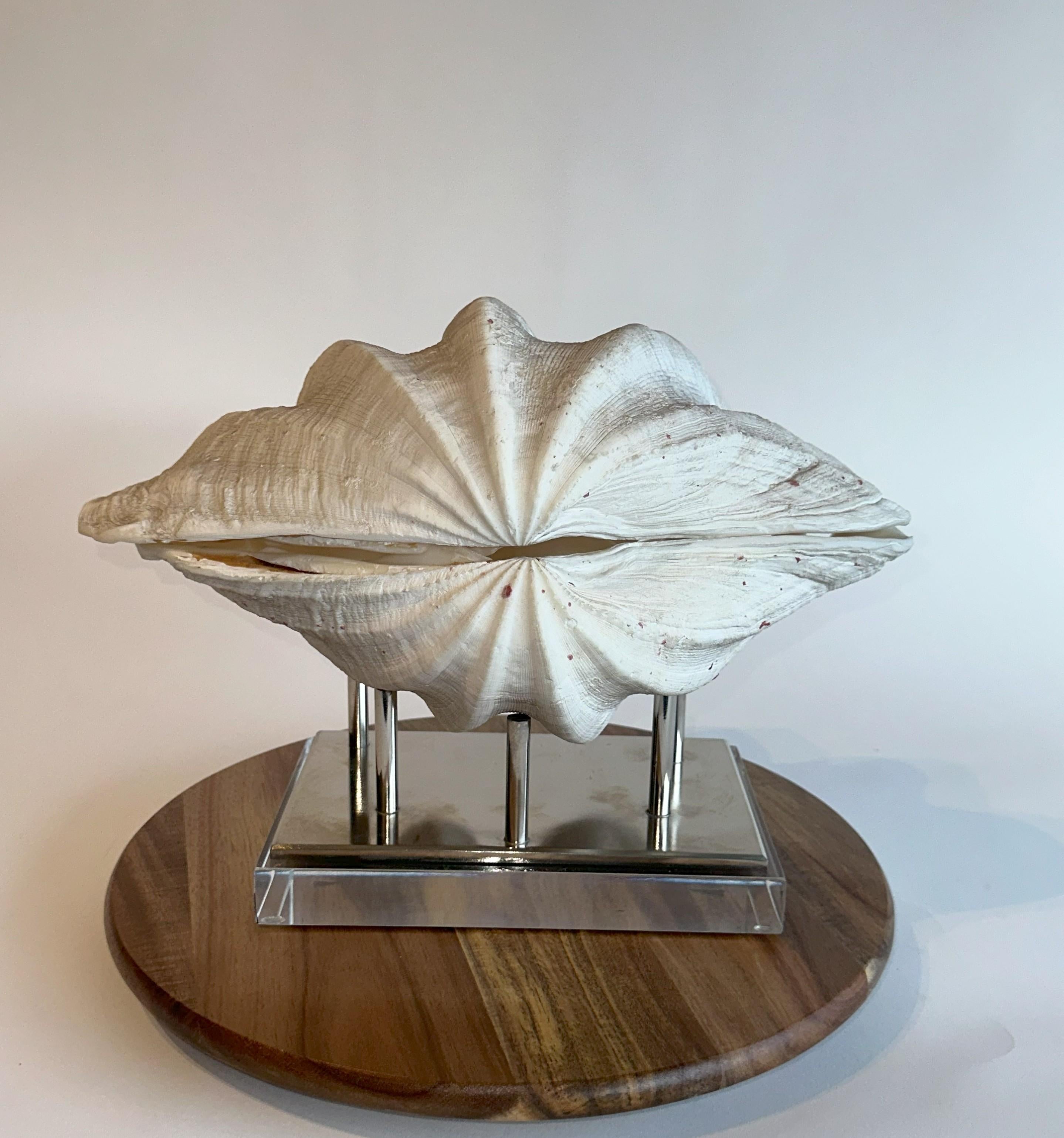 Solomon Islands Huge Complete Clam Real & Natural Clam from Indonesia 17lbs. w/ base For Sale