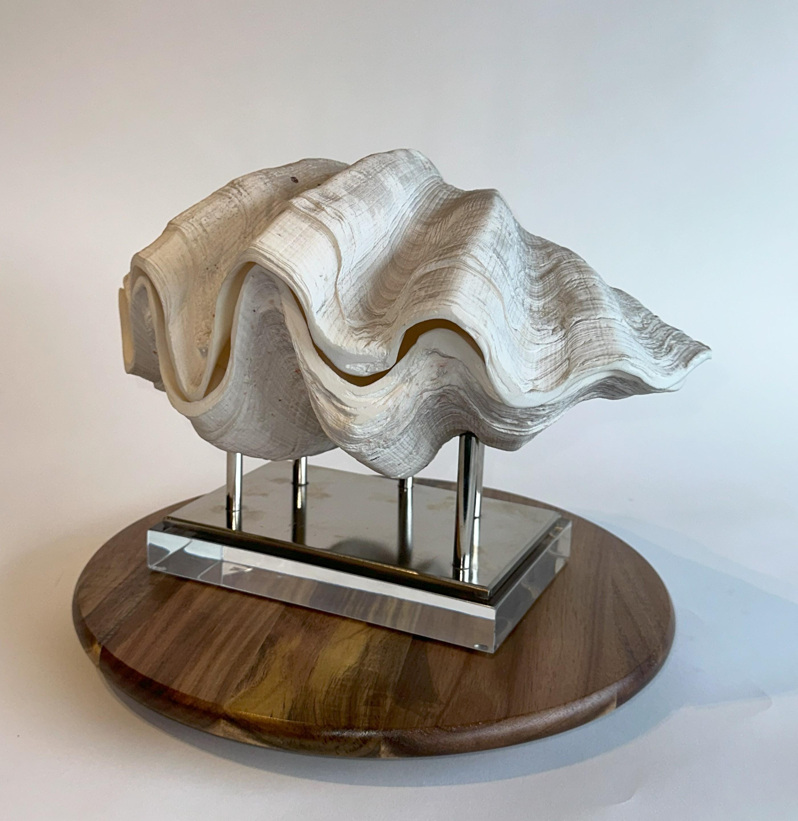 20th Century Huge Complete Clam Real & Natural Clam from Indonesia 17lbs. w/ base For Sale