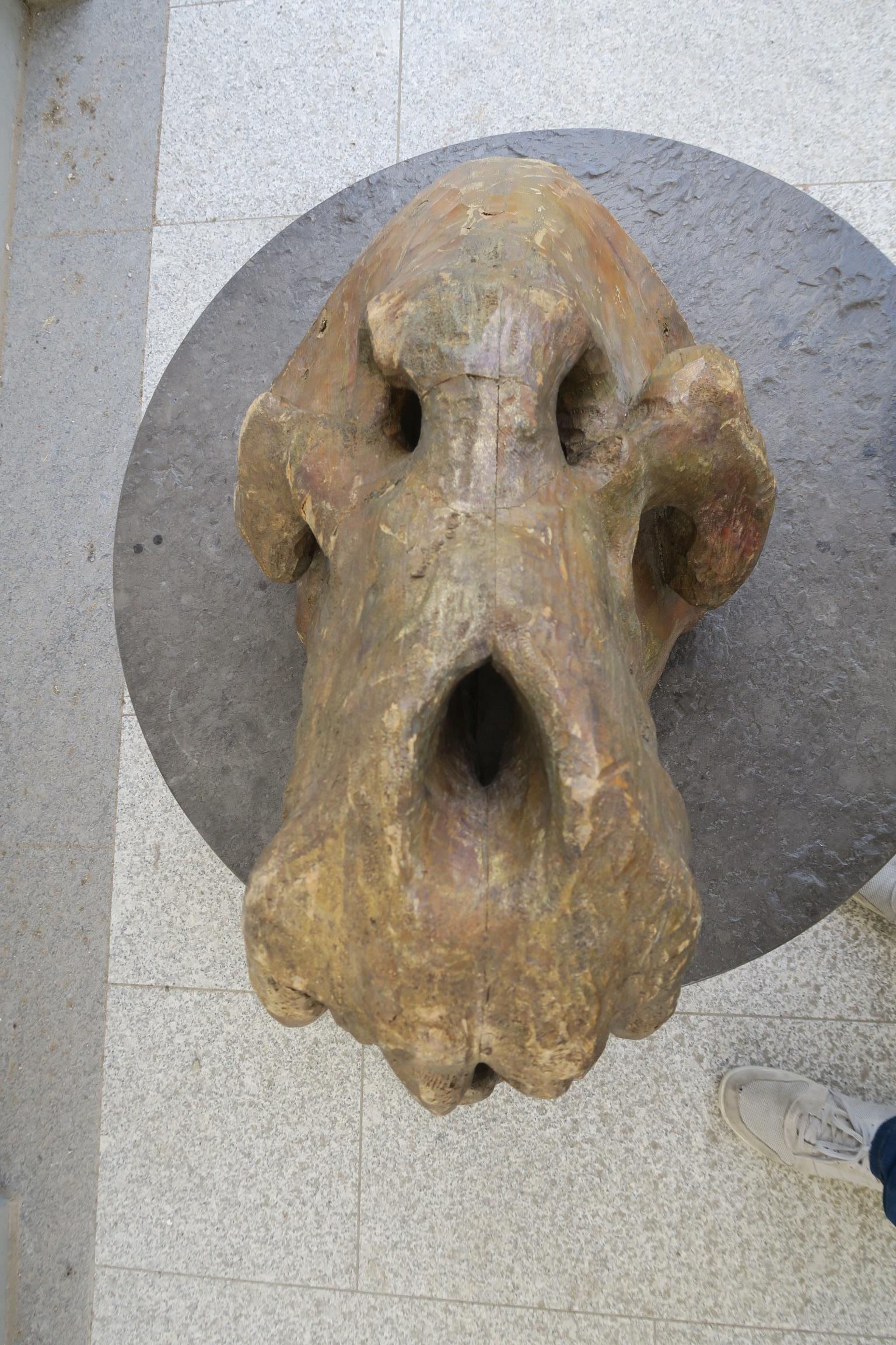 enorme testa decorativa di dinosauro in legno di un artista sconosciuto In condizioni buone in vendita a Kiel, SH