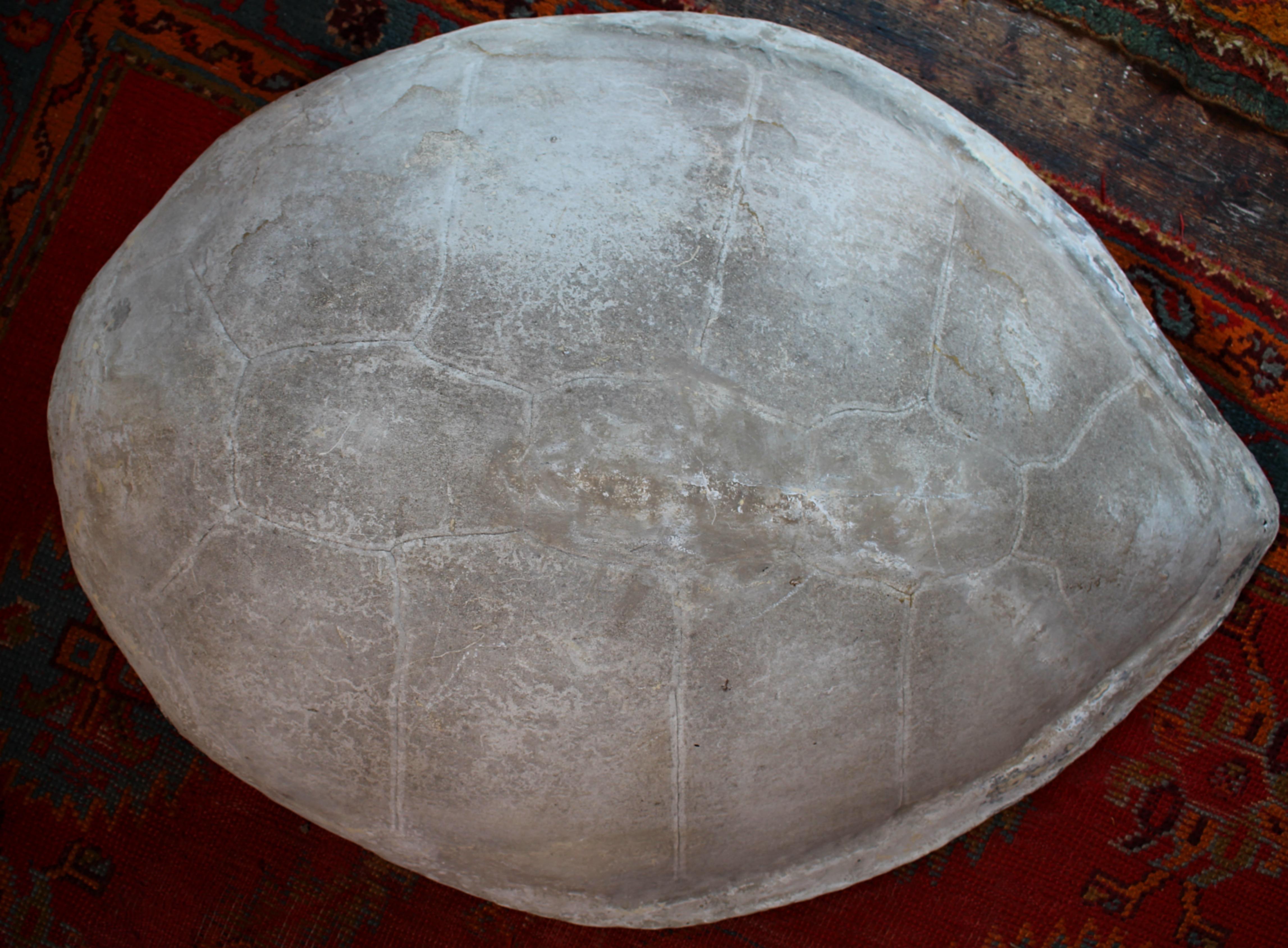 Huge Faux Carapace Giant South American Amazonian River Turtle Shell For Sale 6