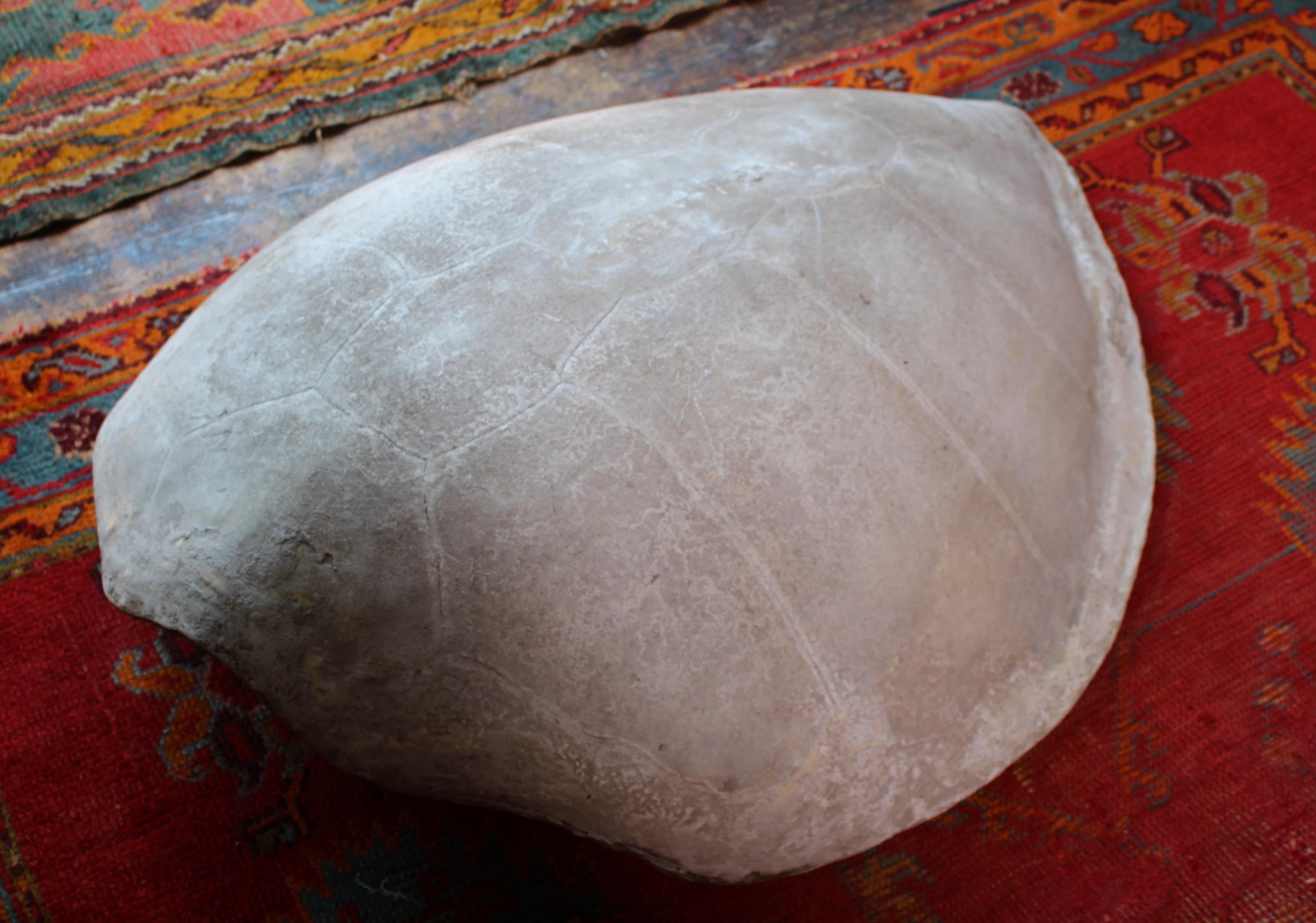 Huge Faux Carapace Giant South American Amazonian River Turtle Shell For Sale 7