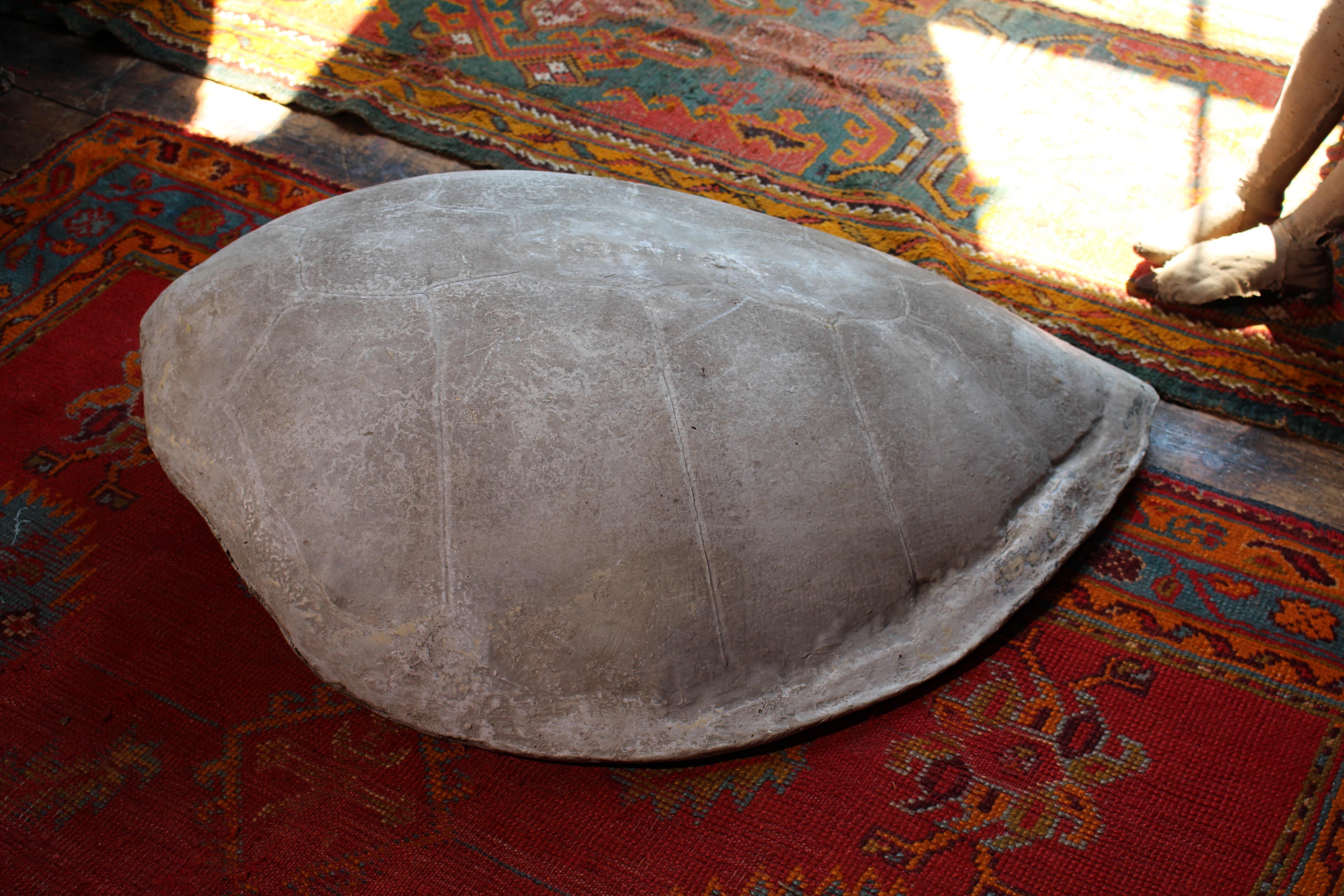 Huge Faux Carapace Giant South American Amazonian River Turtle Shell For Sale 3